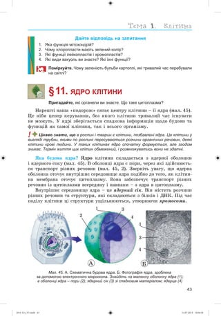 43
Дайте відповідь на запитання
1. Яка функція мітохондрій?
2. Чому хлоропласти мають зелений колір?
3. Які функції лейкопластів і хромопластів?
4. Які види вакуоль ви знаєте? Які їхні функції?
Поміркуйте. Чому зеленіють бульби картоплі, які тривалий час перебували
на світлі?
§ 11. ЯДРО КЛІТИНИ
Пригадайте, які органели ви знаєте. Що таке цитоплазма?
Íàðåøòі íàøà «ïîäîðîæ» ñÿãàє öåíòðó êëіòèíè – її ÿäðà (ìàë. 45).
Öå íіáè öåíòð êåðóâàííÿ, áåç ÿêîãî êëіòèíè òðèâàëèé ÷àñ іñíóâàòè
íå ìîæóòü. Ó ÿäðі çáåðіãàєòüñÿ ñïàäêîâà іíôîðìàöіÿ ùîäî áóäîâè òà
ôóíêöіé ÿê ñàìîї êëіòèíè, òàê і âñüîãî îðãàíіçìó.
! Цікаво знати, що в рослин і тварин є клітини, позбавлені ядра. Це клітини у
вигляді трубки, якими по рослині пересуваються розчини органічних речовин, деякі
клітини крові людини. У таких клітинах ядро спочатку формується, але згодом
зникає. Термін життя цих клітин обмежений, і розмножуватись вони не здатні.
ßêà áóäîâà ÿäðà? ßäðî êëіòèíè ñêëàäàєòüñÿ ç ÿäåðíîї îáîëîíêè
і ÿäåðíîãî ñîêó (ìàë. 45). Â îáîëîíöі ÿäðà є ïîðè, ÷åðåç ÿêі çäіéñíþєòü-
ñÿ òðàíñïîðò ðіçíèõ ðå÷îâèí (ìàë. 45, 2). Çâåðíіòü óâàãó, ùî ÿäåðíà
îáîëîíêà îòî÷óє âíóòðіøíє ñåðåäîâèùå ÿäðà ïîäіáíî äî òîãî, ÿê êëіòèí-
íà ìåìáðàíà îòî÷óє öèòîïëàçìó. Âîíà çàáåçïå÷óє òðàíñïîðò ðіçíèõ
ðå÷îâèí іç öèòîïëàçìè âñåðåäèíó і íàâïàêè – ç ÿäðà â öèòîïëàçìó.
Âíóòðіøíє ñåðåäîâèùå ÿäðà – öå ÿäåðíèé ñіê. Âіí ìіñòèòü ðîç÷èíè
ðіçíèõ ðå÷îâèí òà ñòðóêòóðè, ÿêі ñêëàäàþòüñÿ ç áіëêіâ і ÄÍÊ. Ïіä ÷àñ
ïîäіëó êëіòèíè öі ñòðóêòóðè óùіëüíþþòüñÿ, óòâîðþþ÷è õðîìîñîìè.
1
2
3
4
À Á
3
4
1
Мал. 45. А. Схематична будова ядра. Б. Фотографія ядра, зроблена
за допомогою електронного мікроскопа. Знайдіть на малюнку оболонку ядра (1);
в оболонці ядра – пори (2); ядерний сік (3) зі спадковим матеріалом; ядерце (4)
(014-13)_V1.indd 43 14.07.2014 14:04:56
 