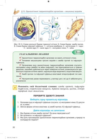 52
§13. Одноклітинні твариноподібні організми – мешканці водойм
À Á Â
11
3
2
2
3 6
5
4
2
1
7
Мал. 55. А. Схема загальної будови тваринної клітини. Б. Схема будови амеби протея.
В. Схема будови інфузорії-туфельки: 1 – клітинна мембрана; 2 – цитоплазма; 3 – ядро;
4 – велике ядро; 5 – мале ядро; 6 – несправжні ніжки; 7 – війки
ÓÇÀÃÀËÜÍÈÌÎ ÇÍÀÍÍß
Одноклітинні твариноподібні організми не мають клітинної стінки.
Типовими мешканцями прісних водойм є амеба протей та інфузорія-
туфелька.
Органелами руху одноклітинних твариноподібних організмів слугують:
несправжні ніжки (амеби) чи війки (інфузорії); їжа перетравлюється в травних
вакуолях; газообмін здійснюється через поверхню клітини; розмножуються зде-
більшого поділом клітини навпіл; надлишок води видаляють скоротливі вакуолі.
Амебі протею та інфузорії-туфельці властивий гетеротрофний тип жив-
лення.
Несприятливі умови переживають у вигляді цист, які ще й забезпечують
розселення.
Ïîïîâíіòü ñâіé áіîëîãі÷íèé ñëîâíèê: àìåáà ïðîòåé, іíôóçîðіÿ-
òóôåëüêà, ñêîðîòëèâà âàêóîëÿ, òðàâíà âàêóîëÿ, öèñòà, ãåòåðî-
òðîôíèé òèï æèâëåííÿ.
ПЕРЕВІРТЕ ЗДОБУТІ ЗНАННЯ
Виберіть одну правильну відповідь
1. Органами руху в інфузорії-туфельки слугують: а) несправжні ніжки; б) джгути-
ки; в) війки.
2. Змінна форма клітини властива: а) амебі протею; б) інфузорії-туфельці.
Дайте відповідь на запитання
1. Яка будова клітини амеби протея? Як вона пересувається?
2. Які органели є в інфузорії-туфельки?
3. Яка роль прісноводних одноклітинних твариноподібних організмів у природі та
господарстві людини?
(014-13)_V1.indd 52 14.07.2014 14:04:59
 