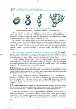 62
§16. Одноклітинні гриби – дріжджі
1 2 à 3
Мал. 66. Процес брунькування у дріжджів:
1 – материнська клітина; 2 – утворення бруньки (а); 3 – ланцюжки клітин
Ðîçìíîæóþòüñÿ öóêðîâі äðіæäæі òàê çâàíèì áðóíüêóâàííÿì
(ìàë 66). Ïðè öüîìó âіä ìàòåðèíñüêîї êëіòèíè âіäîêðåìëþєòüñÿ
äðіáíіøà äî÷іðíÿ – áðóíüêà. Â іíøèõ ïðåäñòàâíèêіâ äðіæäæіâ ìîæëèâå
ðîçìíîæåííÿ é øëÿõîì ïîäіëó êëіòèíè íàâïіë.
Çà ñïðèÿòëèâèõ óìîâ (ïіäâèùåíà òåìïåðàòóðà, äîñòàòíÿ êіëüêіñòü
öóêðіâ, êèñíþ) ïåêàðñüêі äðіæäæі çäàòíі òàê øâèäêî áðóíüêóâàòèñü,
ùî óòâîðþþòü ëàíöþæêè êëіòèí. Êëіòèíè â òàêèõ ëàíöþæêàõ òðèìà-
þòüñÿ íå äîñèòü ìіöíî. Òîìó âîíè ëåãêî ìîæóòü âіäîêðåìëþâàòèñü
îäíà âіä îäíîї. Êîæíà ìàòåðèíñüêà êëіòèíà ìîæå äàòè ïî÷àòîê 20–30
áðóíüêàì.
ßêå çíà÷åííÿ äðіæäæіâ ó ïðèðîäі òà æèòòі ëþäèíè? Äðіæäæі ç
äàâíіõ ÷àñіâ ëþäèíà âèêîðèñòîâóâàëà äëÿ âèïіêàííÿ õëіáà. Àðõåîëîãі÷íі
äîñëіäæåííÿ ïîêàçàëè, ùî â Äàâíüîìó Єãèïòі öóêðîâі äðіæäæі âèêî-
ðèñòîâóâàëè ïðè âèïіêàííі õëіáà ùå ïîíàä 4500 ðîêіâ òîìó.
Òіñòî, ó ÿêîìó çàñòîñîâàíî äðіæäæі, ñòàє ïóõêèì і íàáóâàє ïðèєì-
íèõ ñìàêîâèõ ÿêîñòåé. Çàâäÿêè ÷îìó? Ó ïðîöåñі æèòòєäіÿëüíîñòі
äðіæäæіâ âèäіëÿєòüñÿ âóãëåêèñëèé ãàç. Ïóõèðöі öüîãî ãàçó ïіäíіìà-
þòü òіñòî é ðîáëÿòü éîãî ïóõêèì і ì’ÿêèì.
! Цікаво знати, що пивні дріжджі багаті на вітаміни. Як ви знаєте, вітаміни
необхідні для нормального росту й розвитку нашого організму. Препарати із сухих
пивних дріжджів можна придбати в аптеках. Такі самі вітамінні препарати на основі
дріжджів використовують і для свійських тварин.
Ïåâíі âèäè äðіæäæіâ ëþäèíà âèêîðèñòîâóє äëÿ âèãîòîâëåííÿ
õàð÷îâèõ äîáàâîê, áàãàòèõ íà áіëêè. Äðіæäæîâі äîáàâêè âèêîðèñ-
òîâóþòü і ïðè âèãîòîâëåííі êîðìіâ äëÿ òâàðèí. Öå òàê çâàíі êîðìîâі
äðіæäæі. Äåÿêі âèäè äðіæäæіâ çàñòîñîâóþòü äëÿ î÷èùåííÿ çàáðóäíåíèõ
íàôòîþ âîäîéì.
! Цікаво знати, що останнім часом певні культури дріжджів використовують
для отримання сучасного недорогого біологічного палива. Його виготовляють з
рослинного матеріалу – соломи чи відходів деревообробної промисловості.
Ó íàøîìó îðãàíіçìі, çîêðåìà êèøå÷íèêó, çàçâè÷àé ìåøêàþòü äðіæ-
äæі ðîäó Êàíäèäà і íå çàâäàþòü éîìó øêîäè. Àëå â ðàçі ìàñîâîãî ðîç-
ìíîæåííÿ âîíè ìîæóòü ñïðè÷èíèòè çàõâîðþâàííÿ ó ëþäåé ç ïîñëàáëå-
íîþ іìóííîþ ñèñòåìîþ. Íàïðèêëàä, çà òðèâàëîãî âæèâàííÿ àíòèáіîòè-
(014-13)_V1.indd 62 14.07.2014 14:05:01
 