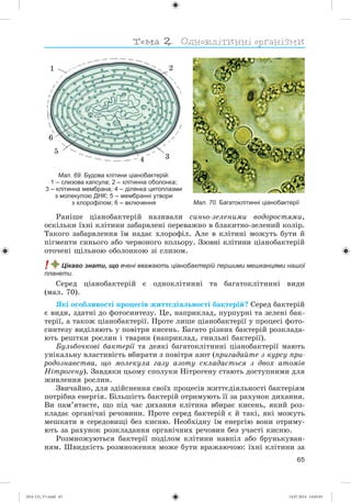 65
Мал. 69. Будова клітини ціанобактерій:
1 – слизова капсула; 2 – клітинна оболонка;
3 – клітинна мембрана; 4 – ділянка цитоплазми
з молекулою ДНК; 5 – мембранні утвори
з хлорофілом; 6 – включення
1 2
3
5
6
4
Мал. 70. Багатоклітинні ціанобактерії
Ðàíіøå öіàíîáàêòåðіé íàçèâàëè ñèíüî-çåëåíèìè âîäîðîñòÿìè,
îñêіëüêè їõíі êëіòèíè çàáàðâëåíі ïåðåâàæíî â áëàêèòíî-çåëåíèé êîëіð.
Òàêîãî çàáàðâëåííÿ їì íàäàє õëîðîôіë. Àëå â êëіòèíі ìîæóòü áóòè é
ïіãìåíòè ñèíüîãî àáî ÷åðâîíîãî êîëüîðó. Ççîâíі êëіòèíè öіàíîáàêòåðіé
îòî÷åíі ùіëüíîþ îáîëîíêîþ çі ñëèçîì.
! Цікаво знати, що вчені вважають ціанобактерій першими мешканцями нашої
планети.
Ñåðåä öіàíîáàêòåðіé є îäíîêëіòèííі òà áàãàòîêëіòèííі âèäè
(ìàë. 70).
ßêі îñîáëèâîñòі ïðîöåñіâ æèòòєäіÿëüíîñòі áàêòåðіé? Ñåðåä áàêòåðіé
є âèäè, çäàòíі äî ôîòîñèíòåçó. Öå, íàïðèêëàä, ïóðïóðíі òà çåëåíі áàê-
òåðії, à òàêîæ öіàíîáàêòåðії. Ïðîòå ëèøå öіàíîáàêòåðії ó ïðîöåñі ôîòî-
ñèíòåçó âèäіëÿþòü ó ïîâіòðÿ êèñåíü. Áàãàòî ðіçíèõ áàêòåðіé ðîçêëàäà-
þòü ðåøòêè ðîñëèí і òâàðèí (íàïðèêëàä, ãíèëüíі áàêòåðії).
Áóëüáî÷êîâі áàêòåðії òà äåÿêі áàãàòîêëіòèííі öіàíîáàêòåðії ìàþòü
óíіêàëüíó âëàñòèâіñòü âáèðàòè ç ïîâіòðÿ àçîò (ïðèãàäàéòå ç êóðñó ïðè-
ðîäîçíàâñòâà, ùî ìîëåêóëà ãàçó àçîòó ñêëàäàєòüñÿ ç äâîõ àòîìіâ
Íіòðîãåíó). Çàâäÿêè öüîìó ñïîëóêè Íіòðîãåíó ñòàþòü äîñòóïíèìè äëÿ
æèâëåííÿ ðîñëèí.
Çâè÷àéíî, äëÿ çäіéñíåííÿ ñâîїõ ïðîöåñіâ æèòòєäіÿëüíîñòі áàêòåðіÿì
ïîòðіáíà åíåðãіÿ. Áіëüøіñòü áàêòåðіé îòðèìóþòü її çà ðàõóíîê äèõàííÿ.
Âè ïàì’ÿòàєòå, ùî ïіä ÷àñ äèõàííÿ êëіòèíà âáèðàє êèñåíü, ÿêèé ðîç-
êëàäàє îðãàíі÷íі ðå÷îâèíè. Ïðîòå ñåðåä áàêòåðіé є é òàêі, ÿêі ìîæóòü
ìåøêàòè â ñåðåäîâèùі áåç êèñíþ. Íåîáõіäíó їì åíåðãіþ âîíè îòðèìó-
þòü çà ðàõóíîê ðîçêëàäàííÿ îðãàíі÷íèõ ðå÷îâèí áåç ó÷àñòі êèñíþ.
Ðîçìíîæóþòüñÿ áàêòåðії ïîäіëîì êëіòèíè íàâïіë àáî áðóíüêóâàí-
íÿì. Øâèäêіñòü ðîçìíîæåííÿ ìîæå áóòè âðàæàþ÷îþ: їõíі êëіòèíè çà
(014-13)_V1.indd 65 14.07.2014 14:05:01
 