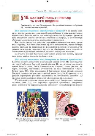 67
§ 18. БАКТЕРІЇ: РОЛЬ У ПРИРОДІ
ТА ЖИТТІ ЛЮДИНИ
Пригадайте, що таке біотехнологія. Які організми називають збудника-
ми і переносниками інфекцій?
ßêå çíà÷åííÿ áàêòåðіé і öіàíîáàêòåðіé ó ïðèðîäі? Ó öå âàæêî ïîâі-
ðèòè, àëå іñíóâàííÿ æèòòÿ íà íàøіé ïëàíåòі áàãàòî â ÷îìó çàëåæèòü ñàìå
âіä áàêòåðіé. Âè âæå çíàєòå, ùî ïåâíі ãðóïè áàêòåðіé ó ïðîöåñі ôîòîñèí-
òåçó ñòâîðþþòü çàïàñè îðãàíі÷íîї ðå÷îâèíè â ïðèðîäі, à öіàíîáàêòåðії
çáàãà÷óþòü ïîâіòðÿ êèñíåì, ÿêèì äèõàþòü îðãàíіçìè.
Âè òàêîæ çíàєòå, ùî ðîñëèíè îòðèìóþòü ðîç÷èíè ïîæèâíèõ ðå÷î-
âèí ç ґðóíòó. Àëå їõíє æèâëåííÿ áóëî á íåìîæëèâèì, ÿêáè áàêòåðії
ðàçîì ç ãðèáàìè òà òâàðèíàìè íå ðîçêëàäàëè ðåøòêè îðãàíіçìіâ, î÷è-
ùóþ÷è òèì ñàìèì ïîâåðõíþ ґðóíòó òà çáåðіãàþ÷è éîãî ðîäþ÷іñòü.
Ñïîæèâàþ÷è îðãàíі÷íі ðå÷îâèíè, áàêòåðії î÷èùóþòü âîäîéìè.
Çà ó÷àñòþ ïåâíèõ áàêòåðіé âіäáóâàëîñÿ óòâîðåííÿ íàôòè, ïðèðîä-
íîãî ãàçó, íàâіòü ïîêëàäіâ çàëіçíèõ ðóä.
ßêі çâ’ÿçêè âèíèêàþòü ìіæ áàêòåðіÿìè òà іíøèìè îðãàíіçìàìè?
Áàêòåðії ìîæóòü îñåëÿòèñÿ â îðãàíіçìàõ іíøèõ іñòîò. Ìè âæå çãàäóâà-
ëè, ùî áóëüáî÷êîâі áàêòåðії çäàòíі âáèðàòè Íіòðîãåí ç ïîâіòðÿ, ïîâåð-
òàþ÷è éîãî â ґðóíò. Âîíè îñåëÿþòüñÿ íà êîðåíÿõ òàêèõ ðîñëèí, ÿê
ãîðîõ, êâàñîëÿ, êîíþøèíà, óòâîðþþ÷è íà íèõ ïîòîâùåííÿ – áóëü-
áî÷êè (ìàë. 71). Ìіæ ðîñëèíàìè é áàêòåðіÿìè іñíóє òіñíèé çâ’ÿçîê:
áàêòåðії ïîñòà÷àþòü ðîñëèíі ñòâîðåíі íèìè ñïîëóêè Íіòðîãåíó, à âіä
ðîñëèí îòðèìóþòü ðîç÷èíè íåîáõіäíèõ їì îðãàíі÷íèõ ðå÷îâèí. Öå
ïðèêëàä âçàєìîâèãіäíèõ âіäíîñèí ìіæ ðіçíèìè îðãàíіçìàìè.
Ó êèøå÷íèêó ëþäèíè òàêîæ æèâóòü áàêòåðії (íàïðèêëàä, êèøêîâà
ïàëè÷êà, ìàë. 72), ÿêі ñïðèÿþòü ïðîöåñàì òðàâëåííÿ, óòâîðþþòü
äåÿêі âіòàìіíè òà ïåðåøêîäæàþòü äіÿëüíîñòі õâîðîáîòâîðíèõ ìіêðî-
Мал. 72. Бактерія кишкова
паличка
Мал. 71. Бульбочки на коренях конюшини,
у яких живуть бульбочкові бактерії
(014-13)_V1.indd 67 14.07.2014 14:05:02
 