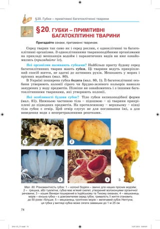 74
§20. Губки – примітивні багатоклітинні тварини
§ 20. ГУБКИ – ПРИМІТИВНІ
БАГАТОКЛІТИННІ ТВАРИНИ
Пригадайте ознаки, притаманні тваринам.
Ñåðåä òâàðèí òàê ñàìî ÿê і ñåðåä ðîñëèí, є îäíîêëіòèííі òà áàãàòî-
êëіòèííі îðãàíіçìè. Ç îäíîêëіòèííèìè òâàðèíîïîäіáíèìè îðãàíіçìàìè
íà ïðèêëàäі ìåøêàíöіâ âîäîéì і ïàðàçèòè÷íèõ âèäіâ âè âæå îçíàéî-
ìèëèñü (ïðèãàäàéòå їõ).
ßêі îðãàíіçìè íàçèâàþòü ãóáêàìè? Íàéáіëüø ïðîñòó áóäîâó ñåðåä
áàãàòîêëіòèííèõ òâàðèí ìàþòü ãóáêè. Öі òâàðèíè âåäóòü ïðèêðіïëå-
íèé ñïîñіá æèòòÿ, íå çäàòíі äî àêòèâíèõ ðóõіâ. Ìåøêàþòü ó ìîðÿõ і
ïðіñíèõ âîäîéìàõ (ìàë. 80).
Â Óêðàїíі ïîøèðåíà ãóáêà áîäÿãà (ìàë. 80, 1). Її áàãàòîêëіòèííі îñî-
áèíè óòâîðþþòü êîëîíії ñіðîãî ÷è áðóäíî-çåëåíîãî êîëüîðіâ íàâêîëî
çàíóðåíèõ ó âîäó ïðåäìåòіâ. Ïіçíіøå âè îçíàéîìèòåñü і ç іíøèìè áàãà-
òîêëіòèííèìè òâàðèíàìè, ÿêі óòâîðþþòü êîëîíії.
ßêі îñîáëèâîñòі áóäîâè ãóáîê? Òіëî ãóáêè êåëèõîïîäіáíîї ôîðìè
(ìàë. 81). Íèæíüîþ ÷àñòèíîþ òіëà – ïіäîøâîþ – öі òâàðèíè ïðèêðі-
ïëåíі äî ïіäâîäíèõ ïðåäìåòіâ. Íà ïðîòèëåæíîìó – âåðõíüîìó – êіíöі
òіëà ãóáîê є îòâіð. Öåé îòâіð ñëóãóє íå äëÿ ïîãëèíàííÿ їæі, à äëÿ
âèâåäåííÿ âîäè ç íåïåðåòðàâëåíèìè ðåøòêàìè.
5
1 2
3 4
Мал. 80. Різноманітність губок: 1 – колонії бодяги – звичні для наших прісних водойм;
2 – грецька, або туалетна, губка має м’який скелет, утворений волоконцями органічної
речовини; 3 – кошик Венери поширений в Індійському та Тихому океанах; 4 – мешканець
морів – кінська губка – є довгожителем серед губок; тривалість її життя становить
до 50 років і більше; 5 – мешканець тропічних морів – величавий кубок Нептуна;
ця губка у вигляді кубка може сягати заввишки до 1 м 25 см
(014-13)_V1.indd 74 14.07.2014 14:05:03
 