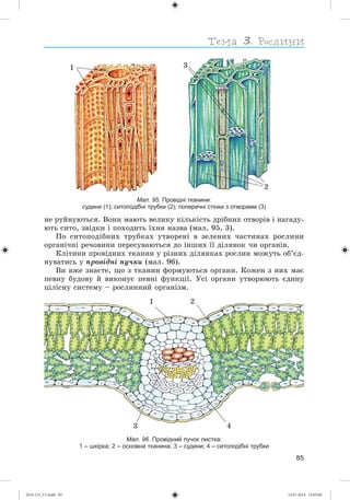 85
íå ðóéíóþòüñÿ. Âîíè ìàþòü âåëèêó êіëüêіñòü äðіáíèõ îòâîðіâ і íàãàäó-
þòü ñèòî, çâіäêè і ïîõîäèòü їõíÿ íàçâà (ìàë. 95, 3).
Ïî ñèòîïîäіáíèõ òðóáêàõ óòâîðåíі â çåëåíèõ ÷àñòèíàõ ðîñëèíè
îðãàíі÷íі ðå÷îâèíè ïåðåñóâàþòüñÿ äî іíøèõ її äіëÿíîê ÷è îðãàíіâ.
Êëіòèíè ïðîâіäíèõ òêàíèí ó ðіçíèõ äіëÿíêàõ ðîñëèí ìîæóòü îá’єä-
íóâàòèñü ó ïðîâіäíі ïó÷êè (ìàë. 96).
Âè âæå çíàєòå, ùî ç òêàíèí ôîðìóþòüñÿ îðãàíè. Êîæåí ç íèõ ìàє
ïåâíó áóäîâó é âèêîíóє ïåâíі ôóíêöії. Óñі îðãàíè óòâîðþþòü єäèíó
öіëіñíó ñèñòåìó – ðîñëèííèé îðãàíіçì.
1
2
3
Мал. 95. Провідні тканини:
судини (1); ситоподібні трубки (2); поперечні стінки з отворами (3)
Мал. 96. Провідний пучок листка:
1 – шкірка; 2 – основна тканина; 3 – судини; 4 – ситоподібні трубки
2
3
1
4
(014-13)_V1.indd 85 14.07.2014 14:05:06
 