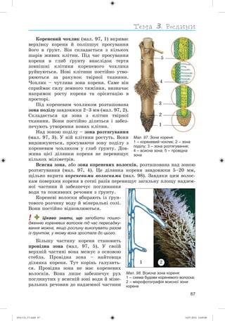 87
Êîðåíåâèé ÷îõëèê (ìàë. 97, 1) âêðèâàє
âåðõіâêó êîðåíÿ é ïîëіïøóє ïðîñóâàííÿ
éîãî â ґðóíò. Âіí ñêëàäàєòüñÿ ç êіëüêîõ
øàðіâ æèâèõ êëіòèí. Ïіä ÷àñ ïðîñóâàííÿ
êîðåíÿ â ãëèá ґðóíòó âíàñëіäîê òåðòÿ
çîâíіøíі êëіòèíè êîðåíåâîãî ÷îõëèêà
ðóéíóþòüñÿ. Íîâі êëіòèíè ïîñòіéíî óòâî-
ðþþòüñÿ çà ðàõóíîê òâіðíîї òêàíèíè.
×îõëèê – ÷óòëèâà çîíà êîðåíÿ. Ñàìå âіí
ñïðèéìàє ñèëó çåìíîãî òÿæіííÿ, âèçíà÷àє
íàïðÿìîê ðîñòó êîðåíÿ òà îðієíòàöіþ â
ïðîñòîðі.
Ïіä êîðåíåâèì ÷îõëèêîì ðîçòàøîâàíà
çîíà ïîäіëó çàâäîâæêè 2–3 ìì (ìàë. 97, 2).
Ñêëàäàєòüñÿ öÿ çîíà ç êëіòèí òâіðíîї
òêàíèíè. Âîíè ïîñòіéíî äіëÿòüñÿ і çàáåç-
ïå÷óþòü óòâîðåííÿ íîâèõ êëіòèí.
Íàä çîíîþ ïîäіëó – çîíà ðîçòÿãóâàííÿ
(ìàë. 97, 3). Ó íіé êëіòèíè ðîñòóòü. Âîíè
âèäîâæóþòüñÿ, ïðîñóâàþ÷è çîíó ïîäіëó ç
êîðåíåâèì ÷îõëèêîì ó ãëèá ґðóíòó. Äîâ-
æèíà öієї äіëÿíêè êîðåíÿ íå ïåðåâèùóє
êіëüêîõ ìіëіìåòðіâ.
Âñèñíà çîíà, àáî çîíà êîðåíåâèõ âîëîñêіâ, ðîçòàøîâàíà íàä çîíîþ
ðîçòÿãóâàííÿ (ìàë. 97, 4). Öå äіëÿíêà êîðåíÿ çàâäîâæêè 5–20 ìì,
ùіëüíî âêðèòà êîðåíåâèìè âîëîñêàìè (ìàë. 98). Çàâäÿêè öèì âîëîñ-
êàì ïîâåðõíÿ êîðåíÿ â ñîòíі ðàçіâ ïåðåâèùóє çàãàëüíó ïëîùó íàäçåì-
íîї ÷àñòèíè é çàáåçïå÷óє ïîãëèíàííÿ
âîäè òà ïîæèâíèõ ðå÷îâèí ç ґðóíòó.
Êîðåíåâі âîëîñêè âáèðàþòü іç ґðóí-
òîâîãî ðîç÷èíó âîäó é ìіíåðàëüíі ñîëі.
Âîíè ïîñòіéíî âіäíîâëþþòüñÿ.
! Цікаво знати, що запобігти пошко-
дженню кореневих волосків під час пересаджу-
вання можна, якщо рослину викопувати разом
із ґрунтом, у якому вона зростала до цього.
Áіëüøó ÷àñòèíó êîðåíÿ ñòàíîâèòü
ïðîâіäíà çîíà (ìàë. 97, 5). Ó ñâîїé
âåðõíіé ÷àñòèíі âîíà ìåæóє ç îñíîâîþ
ñòåáëà. Ïðîâіäíà çîíà – íàéòîâùà
äіëÿíêà êîðåíÿ. Òóò êîðіíü ãàëóçèòü-
ñÿ. Ïðîâіäíà çîíà íå ìàє êîðåíåâèõ
âîëîñêіâ. Âîíà ëèøå çàáåçïå÷óє ðóõ
ïîãëèíóòèõ ó âñèñíіé çîíі âîäè é ìіíå-
ðàëüíèõ ðå÷îâèí äî íàäçåìíîї ÷àñòèíè
Мал. 98. Всисна зона кореня:
1 – схема будови кореневого волоска;
2 – мікрофотографія всисної зони
кореня
1 2
Мал. 97. Зони кореня:
1 – кореневий чохлик; 2 – зона
поділу; 3 – зона розтягування;
4 – всисна зона; 5 – провідна
зона
5
4
3
2
1
(014-13)_V1.indd 87 14.07.2014 14:05:06
 