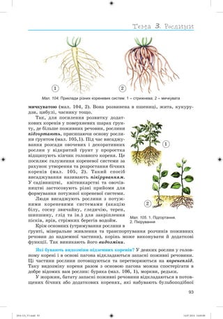 93
Мал. 104. Приклади різних кореневих систем: 1 – стрижнева; 2 – мичкувата
1 2
ìè÷êóâàòîþ (ìàë. 104, 2). Âîíà ðîçâèíåíà â ïøåíèöі, æèòà, êóêóðó-
äçè, öèáóëі, ÷àñíèêó òîùî.
Òàê, äëÿ ïîñèëåííÿ ðîçâèòêó äîäàò-
êîâèõ êîðåíіâ ó ïîâåðõíåâèõ øàðàõ ґðóí-
òó, äå áіëüøå ïîæèâíèõ ðå÷îâèí, ðîñëèíè
ïіäãîðòàþòü, ïðèñèïàþ÷è îñíîâó ðîñëè-
íè ґðóíòîì (ìàë. 105,1). Ïіä ÷àñ âèñàäæó-
âàííÿ ðîçñàäè îâî÷åâèõ і äåêîðàòèâíèõ
ðîñëèí ó âіäêðèòèé ґðóíò ó ïðîðîñòêà
âіäùèïóþòü êіí÷èê ãîëîâíîãî êîðåíÿ. Öå
ïîñèëþє ãàëóæåííÿ êîðåíåâîї ñèñòåìè çà
ðàõóíîê óòâîðåííÿ òà ðîçðîñòàííÿ áі÷íèõ
êîðåíіâ (ìàë. 105, 2). Òàêèé ñïîñіá
âèñàäæóâàííÿ íàçèâàþòü ïіêіðóâàííÿì.
Ó ñàäіâíèöòâі, êâіòíèêàðñòâі òà îâî÷іâ-
íèöòâі çàñòîñîâóþòü ðіçíі ïðèéîìè äëÿ
ôîðìóâàííÿ ïîòóæíîї êîðåíåâîї ñèñòåìè.
Ëþäè âèñàäæóþòü ðîñëèíè ç ïîòóæ-
íèìè êîðåíåâèìè ñèñòåìàìè (àêàöіþ
áіëó, ñîñíó çâè÷àéíó, ãëåäè÷іþ, òåðåí,
øèïøèíó, ãëіä òà іí.) äëÿ çàêðіïëåííÿ
ïіñêіâ, ÿðіâ, ñòðіìêèõ áåðåãіâ âîäîéì.
Êðіì îñíîâíèõ (óòðèìóâàííÿ ðîñëèíè â
ґðóíòі, ìіíåðàëüíå æèâëåííÿ òà òðàíñïîðòóâàííÿ ðîç÷èíіâ ïîæèâíèõ
ðå÷îâèí äî íàäçåìíîї ÷àñòèíè), êîðіíü ìîæå âèêîíóâàòè é äîäàòêîâі
ôóíêöії. Òàê âèíèêàþòü éîãî âèäîçìіíè.
ßêі áóâàþòü âèäîçìіíè ïіäçåìíèõ êîðåíіâ? Ó äåÿêèõ ðîñëèí ó ãîëîâ-
íîìó êîðåíі і â îñíîâі ïàãîíà âіäêëàäàþòüñÿ çàïàñíі ïîæèâíі ðå÷îâèíè.
Öі ÷àñòèíè ðîñëèíè ïîòîâùóþòüñÿ òà ïåðåòâîðþþòüñÿ íà êîðåíåïëіä.
Òàêó âèäîçìіíó êîðåíÿ ðàçîì ç îñíîâîþ ïàãîíà ìîæíà ñïîñòåðіãàòè â
äîáðå âіäîìèõ âàì ðîñëèí: áóðÿêà (ìàë. 106, 1), ìîðêâè, ðåäüêè.
Ó æîðæèí, áàòàòó çàïàñíі ïîæèâíі ðå÷îâèíè âіäêëàäàþòüñÿ â ïîòîâ-
ùåíèõ áі÷íèõ àáî äîäàòêîâèõ êîðåíÿõ, ÿêі íàáóâàþòü áóëüáîïîäіáíîї
Мал. 105. 1. Підгортання.
2. Пікірування
2
1
(014-13)_V1.indd 93 14.07.2014 14:05:08
 