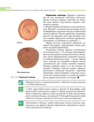 Верхушечный и вставочный рост, годичное кольцо, ранняя
и поздняя древесина,
1. Как происходит рост корня в длину? 2. Благодаря чему
происходит утолщение корня? 3. Какие изменения происхо
дят в строении корня по мере его роста? 4. Как происходит
рост стебля в длину и толщину? 5. Что представляют собой
годичные кольца, заметные на спилах стволов деревьев?
Поставьте в банку с водой небольшие ветки тополя, ивы,
черемухи или другого дерева. Проведите наблюдения за рос
том и развитием побегов.
Годичное кольцо. Прирост древеси
ны за год называют годичным кольцом.
Такие кольца хорошо заметны на пнях.
По ним можно подсчитать возраст спи
ленного дерева.
* Зимой камбий находится в состоянии по
коя. Весной с началом распускания почек
он формирует крупные сосуды и небольшое
число волокон. Такую древесину называют
ранней. В середине лета при делении кле
ток камбия образуется поздняя древесина,
состоящая, в основном, из волокон. )
Общее кольцо годичного прироста за
метно благодаря чередованию колец ран
ней и поздней древесины.
Годичные кольца обычно отличаются
по толщине (I рис. 137). В годы, благоприят
ные по погодным условиям (теплое и влаж
ное лето), формируются широкие кольца,
а в неблагоприятные годы — узкие. Кроме
того, кольца на северной стороне ствола
значительно уже колец южной стороны.
Разную ширину одни и те же кольца на
разных сторонах стволов имеют деревья,
растущие в близком соседстве с другими
деревьями. Рассматривая годичные коль
ца на пне, можно узнать, в каких условиях
росло дерево несколько лет назад. I
ЖИЗНЕДЕЯТЕЛЬНОСТЬ, РОСТ И РАЗВИТИЕ ЦВЕТКОВЫХ РАСТЕНИЙ
100
Рис. 137. Годичные кольца
Сосна
Можжевельник
 