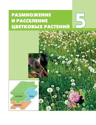 РАЗМНОЖЕНИЕ И РАССЕЛЕНИЕ ЦВЕТКОВЫХ РАСТЕНИЙ 101
РАЗМНОЖЕНИЕ
И РАССЕЛЕНИЕ
ЦВЕТКОВЫХ РАСТЕНИЙ 5
ГРИБЫРАСТЕНИЯ
БАКТЕРИИ
 