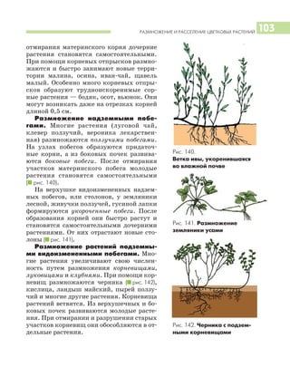 РАЗМНОЖЕНИЕ И РАССЕЛЕНИЕ ЦВЕТКОВЫХ РАСТЕНИЙ 103
отмирания материнского корня дочерние
растения становятся самостоятельными.
При помощи корневых отпрысков размно
жаются и быстро занимают новые терри
тории малина, осина, иван чай, щавель
малый. Особенно много корневых отпры
сков образуют трудноискоренимые сор
ные растения — бодяк, осот, вьюнок. Они
могут возникать даже на отрезках корней
длиной 0,5 см.
Размножение надземными побе
гами. Многие растения (луговой чай,
клевер ползучий, вероника лекарствен
ная) размножаются ползучими побегами.
На узлах побегов образуются придаточ
ные корни, а из боковых почек развива
ются боковые побеги. После отмирания
участков материнского побега молодые
растения становятся самостоятельными
(I рис. 140).
На верхушке видоизмененных надзем
ных побегов, или столонов, у земляники
лесной, живучки ползучей, гусиной лапки
формируются укороченные побеги. После
образования корней они быстро растут и
становятся самостоятельными дочерними
растениями. От них отрастают новые сто
лоны (I рис. 141).
Размножение растений подземны
ми видоизмененными побегами. Мно
гие растения увеличивают свою числен
ность путем размножения корневищами,
луковицами и клубнями. При помощи кор
невищ размножаются черника (I рис. 142),
кислица, ландыш майский, пырей ползу
чий и многие другие растения. Корневища
растений ветвятся. Из верхушечных и бо
ковых почек развиваются молодые расте
ния. При отмирании и разрушении старых
участков корневищ они обособляются в от
дельные растения.
Рис. 141. Размножение
земляники усами
Рис. 142. Черника с подзем
ными корневищами
Рис. 140.
Ветка ивы, укоренившаяся
во влажной почве
 