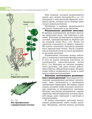 РАЗМНОЖЕНИЕ И РАССЕЛЕНИЕ ЦВЕТКОВЫХ РАСТЕНИЙ
104
При помощи луковиц размножаются
лилии, лук, чеснок, тюльпаны (I см. рис. 67).
Луковицы у этих растений образуют луко
вички детки, которые после зимовки дают
начало новым растениям.
Клубнями в природе размножаются
хохлатки, седмичник и др. растения.
Размножение растений листьями.
В природе размножение растений листья
ми происходит реже, чем побегами и кор
нями. Листьями размножается сердечник
луговой, произрастающий по берегам рек
на влажной почве (I рис. 143). Летом его
листочки отделяются от общего черешка.
Из клеток основания листочков развива
ются придаточные почки. После укорене
ния во влажной почве из почек развивают
ся молодые растения.
Размножение листьями можно наблю
дать у комнатного растения бриофиллюма.
У него по краям листовых пластинок за
кладываются многочисленные почки
(I рис. 144). Находясь на листьях материн
ского растения, они дают начало неболь
шим побегам, образующим корни. Опадая,
такие побеги укореняются в почве и дают
начало взрослым растениям.
Значение вегетативного размноже
ния в жизни растений. Благодаря вегета
тивному размножению растения увеличи
вают свою численность и расширяют
занимаемые территории. На первых порах
жизни дочерние особи получают питатель
ные вещества от материнского растения.
Поэтому они быстро развиваются, хорошо
переносят неблагоприятные условия внеш
ней среды, рано переходят к цветению и
плодоношению.
В жизни некоторых растений вегета
тивное размножение имеет особое значе
ние. Например, многие водные растения
Рис. 143.
Сердечник луговой
Придаточные
почки
Рис. 144.
Лист бриофиллюма
с придаточными почками
 
