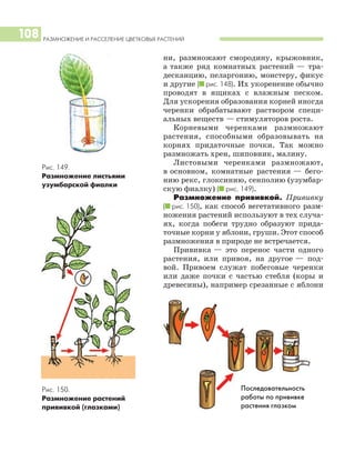 РАЗМНОЖЕНИЕ И РАССЕЛЕНИЕ ЦВЕТКОВЫХ РАСТЕНИЙ
108
ни, размножают смородину, крыжовник,
а также ряд комнатных растений — тра
десканцию, пеларгонию, монстеру, фикус
и другие (I рис. 148). Их укоренение обычно
проводят в ящиках с влажным песком.
Для ускорения образования корней иногда
черенки обрабатывают раствором специ
альных веществ — стимуляторов роста.
Корневыми черенками размножают
растения, способными образовывать на
корнях придаточные почки. Так можно
размножать хрен, шиповник, малину.
Листовыми черенками размножают,
в основном, комнатные растения — бего
нию рекс, глоксинию, сенполию (узумбар
скую фиалку) (I рис. 149).
Размножение прививкой. Прививку
(I рис. 150), как способ вегетативного разм
ножения растений используют в тех случа
ях, когда побеги трудно образуют прида
точные корни у яблони, груши. Этот способ
размножения в природе не встречается.
Прививка — это перенос части одного
растения, или привоя, на другое — под
вой. Привоем служат побеговые черенки
или даже почки с частью стебля (коры и
древесины), например срезанные с яблони
Рис. 149.
Размножение листьями
узумбарской фиалки
Рис. 150.
Размножение растений
прививкой (глазками)
Последовательность
работы по прививке
растения глазком
 