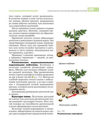 РАЗМНОЖЕНИЕ И РАССЕЛЕНИЕ ЦВЕТКОВЫХ РАСТЕНИЙ 109
того сорта, который хотят размножить.
В качестве подвоя в этом случае использу
ют сеянцы яблони (дички), выращенные
из семян (обычно китайки или антоновки
как зимостойких растений).
После прививки ткани привоя и подвоя
должны срастись. Поэтому, соединяя сре
зы, нужно хорошо совместить их образова
тельные ткани (камбий).
Привитый участок плотно обвязывают
мочалом и замазывают садовым варом. Это
предотвращает попадание в рану микроор
ганизмов. После того как привитой чере
нок или почка (глазок) трогаются в рост,
мочало и часть подвоя, находящуюся вы
ше прививки, удаляют.
Прививку глазками производят летом,
а прививку черенками — весной, до рас
пускания листьев.
Размножение видоизмененными
подземными побегами. Клубнями в
сельском хозяйстве размножают карто
фель. Обычно для посадки отбирают клуб
ни средней величины. При размножении
новых сортов картофеля клубни разрезают
на две и более частей (I рис. 151). Иногда из
клубней вырезают почки глазки с неболь
шими кусочками мякоти, а из них в ящи
ках с плодородной почвой выращивают
рассаду, которую затем высаживают на по
стоянное место.
Луковицами размножают репчатый лук
и чеснок.
Культура ткани. Получение растений
из клеток или кусочков растительной тка
ни называют культурой ткани. Этот спо
соб основан на способности растительной
клетки сформировать целое растение.
Культуру тканей выращивают в специ
альных лабораториях на питательных сре
дах при поддержании определенной темпе
Рис. 151.
Размножение картофеля
Целыми клубнями
«Кусочками» клубня
 