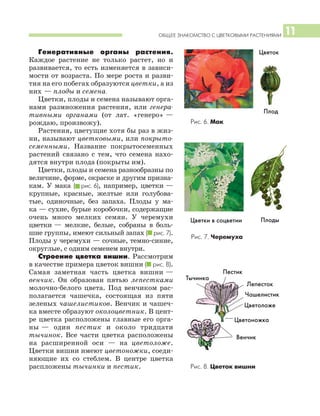 ОБЩЕЕ ЗНАКОМСТВО С ЦВЕТКОВЫМИ РАСТЕНИЯМИ 11
Генеративные органы растения.
Каждое растение не только растет, но и
развивается, то есть изменяется в зависи
мости от возраста. По мере роста и разви
тия на его побегах образуются цветки, а из
них — плоды и семена.
Цветки, плоды и семена называют орга
нами размножения растения, или генера
тивными органами (от лат. «генеро» —
рождаю, произвожу).
Растения, цветущие хотя бы раз в жиз
ни, называют цветковыми, или покрыто
семенными. Название покрытосеменных
растений связано с тем, что семена нахо
дятся внутри плода (покрыты им).
Цветки, плоды и семена разнообразны по
величине, форме, окраске и другим призна
кам. У мака (I рис. 6), например, цветки —
крупные, красные, желтые или голубова
тые, одиночные, без запаха. Плоды у ма
ка — сухие, бурые коробочки, содержащие
очень много мелких семян. У черемухи
цветки — мелкие, белые, собраны в боль
шие группы, имеют сильный запах (I рис. 7).
Плоды у черемухи — сочные, темно синие,
округлые, с одним семенем внутри.
Строение цветка вишни. Рассмотрим
в качестве примера цветок вишни (I рис. 8).
Самая заметная часть цветка вишни —
венчик. Он образован пятью лепестками
молочно белого цвета. Под венчиком рас
полагается чашечка, состоящая из пяти
зеленых чашелистиков. Венчик и чашеч
ка вместе образуют околоцветник. В цент
ре цветка расположены главные его орга
ны — один пестик и около тридцати
тычинок. Все части цветка расположены
на расширенной оси — на цветоложе.
Цветки вишни имеют цветоножки, соеди
няющие их со стеблем. В центре цветка
распложены тычинки и пестик.
Рис. 6. Мак
Рис. 7. Черемуха
Цветок
Цветки в соцветии
Плод
Плоды
Рис. 8. Цветок вишни
Пестик
Лепесток
Тычинка
Чашелистик
Цветоложе
Цветоножка
Венчик
 