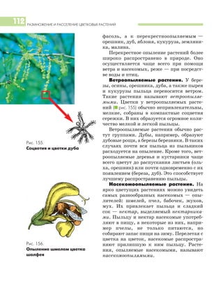 РАЗМНОЖЕНИЕ И РАССЕЛЕНИЕ ЦВЕТКОВЫХ РАСТЕНИЙ
112
фасоль, а к перекрестноопыляемым —
орешник, дуб, яблоня, кукуруза, земляни
ка, малина.
Перекрестное опыление растений более
широко распространено в природе. Оно
осуществляется чаще всего при помощи
ветра и насекомых, реже — при посредст
ве воды и птиц.
Ветроопыляемые растения. У бере
зы, осины, орешника, дуба, а также пырея
и кукурузы пыльца переносится ветром.
Такие растения называют ветроопыляе
мыми. Цветки у ветроопыляемых расте
ний (I рис. 155) обычно непривлекательны,
мелкие, собраны в компактные соцветия
сережки. В них образуется огромное коли
чество мелкой и легкой пыльцы.
Ветроопыляемые растения обычно рас
тут группами. Дубы, например, образуют
дубовые рощи, а березы березняки. В таких
случаях почти вся пыльца из пыльников
расходуется на опыление. Кроме того, вет
роопыляемые деревья и кустарники чаще
всего цветут до распускания листьев (оль
ха, орешник) или почти одновременно с их
появлением (береза, дуб). Это способствует
лучшему распространению пыльцы.
Насекомоопыляемые растения. На
ярко цветущих растениях можно увидеть
самых разнообразных насекомых — опы
лителей: шмелей, пчел, бабочек, жуков,
мух. Их привлекает пыльца и сладкий
сок — нектар, выделяемый нектарника
ми. Пыльцу и нектар насекомые употреб
ляют в пищу, а некоторые из них, напри
мер пчелы, не только питаются, но
собирают запас пищи на зиму. Перелетая с
цветка на цветок, насекомые распростра
няют прилипшую к ним пыльцу. Расте
ния, опыляемые насекомыми, называют
насекомоопылямыми.
Рис. 155.
Соцветия и цветки дуба
Рис. 156.
Опыление шмелем цветка
шалфея
 