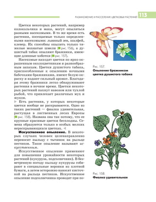 РАЗМНОЖЕНИЕ И РАССЕЛЕНИЕ ЦВЕТКОВЫХ РАСТЕНИЙ 113
Цветки некоторых растений, например
колокольчика и мака, могут опыляться
разными насекомыми. В то же время есть
растения, посещаемые только определен
ными насекомыми: львиный зев, шалфей,
клевер. Их способны опылять только тя
желые мохнатые шмели (I рис. 156), а ду
шистый табак опыляют бражники, имею
щие длинные хоботки (I рис. 157).
Насекомые находят цветки по ярко ок
рашенным околоцветникам и разнообраз
ным запахам. Цветки душистого табака,
приспособленные к опылению ночными
бабочками бражниками, имеют белую ок
раску и издают сильный аромат. Благода
ря этому бражники легко обнаруживают
растения в ночное время. Цветки некото
рых растений пахнут навозом или тухлой
рыбой, что привлекает различных мух и
жуков.
* Есть растения, у которых некоторые
цветки вообще не раскрываются. Одно из
таких растений — фиалка удивительная,
растущая в лиственных лесах Европы
(I рис. 158). Названа она так потому, что ее
крупные красивые цветки бесплодны. Се
мена образуются только в особых мелких
нераскрывающихся цветках. )
Искусственное опыление. В некото
рых случаях человек целенаправленно
переносит пыльцу с тычинок на рыльце
пестиков. Такое опыление называют ис
кусственным.
Искусственное опыление применяют
для повышения урожайности некоторых
растений (кукуруза, подсолнечник). В без
ветренную погоду пыльцу кукурузы соби
рают в специальные воронки из плотной
бумаги, а затем осторожно наносят кисточ
кой на рыльца пестиков. Искусственное
опыление подсолнечника проводят при по
Рис. 157.
Опыление бражником
цветка душистого табака
Рис. 158.
Фиалка удивительная
 