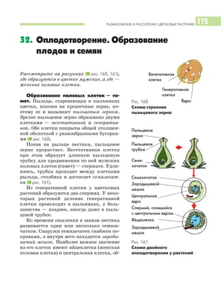 РАЗМНОЖЕНИЕ И РАССЕЛЕНИЕ ЦВЕТКОВЫХ РАСТЕНИЙ 115
Рассмотрите на рисунках (I рис. 160, 161),
где образуются в цветке мужские, а где —
женские половые клетки.
Образование половых клеток — га
мет. Пыльца, созревающая в пыльниках
цветка, похожа на крошечные зерна, по
этому ее и называют пыльцевым зерном.
Зрелое пыльцевое зерно образовано двумя
клетками — вегетативной и генератив
ной. Обе клетки покрыты общей утолщен
ной оболочкой с разнообразными бугорка
ми (I рис. 160).
Попав на рыльце пестика, пыльцевое
зерно прорастает. Вегетативная клетка
при этом образует длинную пыльцевую
трубку для продвижения по ней мужских
половых клеток (гамет) — спермиев. Удли
няясь, трубка проходит между клетками
рыльца, столбика и достигает семязачат
ка (I рис. 161).
Из генеративной клетки у цветковых
растений образуются два спермия. У неко
торых растений деление генеративной
клетки происходит в пыльниках, у боль
шинства — позднее, иногда даже в пыль
цевой трубке.
Ко времени опыления в завязи пестика
развивается один или несколько семяза
чатков. Снаружи семязачаток снабжен по
кровами, а внутри него находится зароды
шевый мешок. Наиболее важное значение
из его клеток имеют яйцеклетка (женская
половая клетка) и центральная клетка, об
32. Оплодотворение. Образование
плодов и семян
Рис. 161.
Схема двойного
оплодотворения у растений
Рис. 160.
Схема строения
пыльцевого зерна
Пыльцевое
зерно
Пыльцевая
трубка
Семя
зачаток
Семязачаток
Зародышевой
мешок
Зародышевой
мешок
Центральное
ядро
Яйцеклетка
Спермий, слившийся
с центральным ядром
Вегетативная
клетка
Ядро
Генеративная
клетка
 