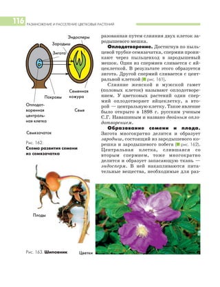 РАЗМНОЖЕНИЕ И РАССЕЛЕНИЕ ЦВЕТКОВЫХ РАСТЕНИЙ
116
разованная путем слияния двух клеток за
родышевого мешка.
Оплодотворение. Достигнув по пыль
цевой трубке семязачатка, спермии прони
кают через пыльцевход в зародышевый
мешок. Один из спермиев сливается с яй
цеклеткой. В результате этого образуется
зигота. Другой спермий сливается с цент
ральной клеткой (I рис. 161).
Слияние женской и мужской гамет
(половых клеток) называют оплодотворе
нием. У цветковых растений один спер
мий оплодотворяет яйцеклетку, а вто
рой — центральную клетку. Такое явление
было открыто в 1898 г. русским ученым
С.Г. Навашиным и названо двойным опло
дотворением.
Образование семени и плода.
Зигота многократно делится и образует
зародыш, состоящий из зародышевого ко
решка и зародышевого побега (I рис. 162).
Центральная клетка, слившаяся со
вторым спермием, тоже многократно
делится и образует запасающую ткань —
эндосперм. В ней накапливаются пита
тельные вещества, необходимые для раз
Рис. 163. Шиповник
Рис. 162.
Схема развития семени
из семязачатка
Семязачаток
Семя
Покровы
Цветки
Плоды
Зигота
Эндосперм
Зародыш
Оплодот
воренная
централь
ная клетка
Семенная
кожура
 