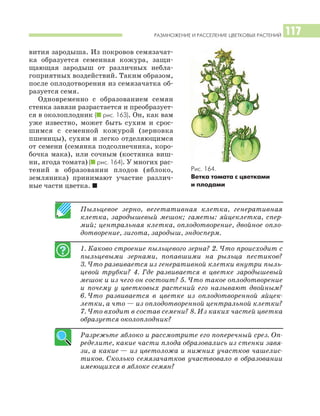 РАЗМНОЖЕНИЕ И РАССЕЛЕНИЕ ЦВЕТКОВЫХ РАСТЕНИЙ 117
вития зародыша. Из покровов семязачат
ка образуется семенная кожура, защи
щающая зародыш от различных небла
гоприятных воздействий. Таким образом,
после оплодотворения из семязачатка об
разуется семя.
Одновременно с образованием семян
стенка завязи разрастается и преобразует
ся в околоплодник (I рис. 163). Он, как вам
уже известно, может быть сухим и срос
шимся с семенной кожурой (зерновка
пшеницы), сухим и легко отделяющимся
от семени (семянка подсолнечника, коро
бочка мака), или сочным (костянка виш
ни, ягода томата) (I рис. 164). У многих рас
тений в образовании плодов (яблоко,
земляника) принимают участие различ
ные части цветка. I
Пыльцевое зерно, вегетативная клетка, генеративная
клетка, зародышевый мешок; гаметы: яйцеклетка, спер
мий; центральная клетка, оплодотворение, двойное опло
дотворение, зигота, зародыш, эндосперм.
1. Каково строение пыльцевого зерна? 2. Что происходит с
пыльцевыми зернами, попавшими на рыльца пестиков?
3. Что развивается из генеративной клетки внутри пыль
цевой трубки? 4. Где развивается в цветке зародышевый
мешок и из чего он состоит? 5. Что такое оплодотворение
и почему у цветковых растений его называют двойным?
6. Что развивается в цветке из оплодотворенной яйцек
летки, а что — из оплодотворенной центральной клетки?
7. Что входит в состав семени? 8. Из каких частей цветка
образуется околоплодник?
Разрежьте яблоко и рассмотрите его поперечный срез. Оп
ределите, какие части плода образовались из стенки завя
зи, а какие — из цветоложа и нижних участков чашелис
тиков. Сколько семязачатков участвовало в образовании
имеющихся в яблоке семян?
Рис. 164.
Ветка томата с цветками
и плодами
 