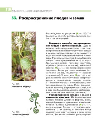РАЗМНОЖЕНИЕ И РАССЕЛЕНИЕ ЦВЕТКОВЫХ РАСТЕНИЙ
118
Рассмотрите на рисунках (I рис. 165–170)
различные способы распространения пло
дов и семян в природе.
Основные способы распростране
ния плодов и семян в природе. Одно из
важных свойств плодов и семян — расселе
ние растений на новые территории. Плоды
и семена распространяются по воздуху и
воде, а также с помощью животных и чело
века. У некоторых растений выработались
специальные приспособления к самораз
брасыванию семян. Растения недотрога,
карагана («желтая акация»), «бешеный
огурец» (I рис. 165) как бы стреляют своими
семенами. Такие растения называют бал
листами (от лат. «баллиста» — машина
для метания). У недотроги (I рис. 166) и ка
раганы семена разлетаются при растрески
вании и скручивании створок плодов.
У «бешеного огурца» в созревающих пло
дах накапливается слизь. Стоит животно
му или человеку дотронуться до плода, как
в него под большим давлением выбрасыва
ется липкая слизь вместе с семенами.
Распространение плодов и семян с
помощью воздуха. На односеменных
плодах многих деревьев (береза, клен,
ясень) образуются крылышки, а на односе
менных плодах одуванчика (I рис. 167),
мать и мачехи, бодяка — пушистые пара
шютики. С их помощью семянки могут
пролетать по ветру десятки и даже сотни
метров. Таким же способом распространя
33. Распространение плодов и семян
Рис. 165.
«Бешеный огурец»
Рис. 166.
Плоды недотроги
 