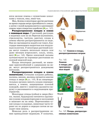 РАЗМНОЖЕНИЕ И РАССЕЛЕНИЕ ЦВЕТКОВЫХ РАСТЕНИЙ 119
ются мелкие семена с пушистыми хохол
ками у тополя, ивы, иван чая.
Мак, белена и некоторые другие растения
во время порыва ветра пригибаются к земле,
а затем с силой выпрямляются и рассеивают
семена через отверстия коробочек (I рис. 167).
Распространение плодов и семян
с помощью воды. У растений, растущих
в водоемах или по их берегам (кувшинки,
стрелолисты, частухи, рдесты), плоды и
семена обычно распространяются по воде.
Они не смачиваются водой и не тонут, бла
годаря имеющимся выростам или воздуш
ным полостям. У некоторых растений пло
ды могут плавать несколько недель или
даже месяцев (стрелолист, ольха, осока,
вех) (I рис. 168). Орехи кокосовой пальмы
путешествуют на огромные расстояния по
соленой морской воде.
Плоды некоторых растений, не имею
щие приспособлений к удержанию на во
де, могут распространяться дождевыми
потоками.
Распространение плодов и семян
животными. Сочными плодами рябины,
калины, вишни, малины питаются многие
птицы и звери (I рис. 169). В их пищевари
тельных органах мякоть плодов перевари
вается, а семена, защищенные плотной
кожурой, вместе с пометом удаляются на
ружу и рассеиваются в окружающем про
странстве.
Некоторые птицы (сойка) и звери (бел
ки, мыши, бурундуки) питаются крупны
ми сухими плодами (орехами и желудями)
и запасают их на зиму. Перетаскивая су
хие плоды в кладовые, животные часто те
ряют их по дороге и нередко потом не на
ходят свои запасы.
Немалая роль в распространении се
мян принадлежит муравьям. У копытня,
Рис. 167. Семена и плоды,
распространяемые ветром
Клен
Береза
Мак
Осока
Вишня
Череда
Одуванчик
Рис. 168.
Семена
и плоды, рас
пространяе
мые водой
Рис. 169. Плоды, распростра
няемые животными
Калина
Лопух
(соплодие)
Вех
 