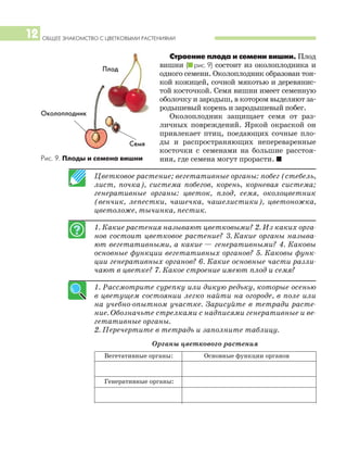 ОБЩЕЕ ЗНАКОМСТВО С ЦВЕТКОВЫМИ РАСТЕНИЯМИ12
Цветковое растение; вегетативные органы: побег (стебель,
лист, почка), система побегов, корень, корневая система;
генеративные органы: цветок, плод, семя, околоцветник
(венчик, лепестки, чашечка, чашелистики), цветоножка,
цветоложе, тычинка, пестик.
1. Какие растения называют цветковыми? 2. Из каких орга
нов состоит цветковое растение? 3. Какие органы называ
ют вегетативными, а какие — генеративными? 4. Каковы
основные функции вегетативных органов? 5. Каковы функ
ции генеративных органов? 6. Какие основные части разли
чают в цветке? 7. Какое строение имеют плод и семя?
1. Рассмотрите сурепку или дикую редьку, которые осенью
в цветущем состоянии легко найти на огороде, в поле или
на учебно опытном участке. Зарисуйте в тетради расте
ние. Обозначьте стрелками с надписями генеративные и ве
гетативные органы.
2. Перечертите в тетрадь и заполните таблицу.
Органы цветкового растения
Вегетативные органы: Основные функции органов
Генеративные органы:
Строение плода и семени вишни. Плод
вишни (I рис. 9) состоит из околоплодника и
одного семени. Околоплодник образован тон
кой кожицей, сочной мякотью и деревянис
той косточкой. Семя вишни имеет семенную
оболочку и зародыш, в котором выделяют за
родышевый корень и зародышевый побег.
Околоплодник защищает семя от раз
личных повреждений. Яркой окраской он
привлекает птиц, поедающих сочные пло
ды и распространяющих непереваренные
косточки с семенами на большие расстоя
ния, где семена могут прорасти. IРис. 9. Плоды и семена вишни
Плод
Семя
Околоплодник
 