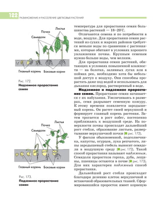 РАЗМНОЖЕНИЕ И РАССЕЛЕНИЕ ЦВЕТКОВЫХ РАСТЕНИЙ
122
температура для прорастания семян боль
шинства растений — 18–20°С.
Отличаются семена и по потребности в
воде, воздухе. Для прорастания семян рас
тений из сухих и жарких районов требует
ся меньше воды по сравнению с растения
ми, которые обитают в условиях хорошего
увлажнения почвы. Крупным семенам
нужно больше воды, чем мелким.
Для прорастания семян растений, оби
тающих в условиях повышенной влажнос
ти — на болотах, заливных лугах или в
поймах рек, необходимо хотя бы неболь
шой доступ к воздуху. Они способны про
растать даже под водой и использовать для
дыхания кислород, растворенный в воде.
Надземное и подземное прораста
ние семян. Прорастание семян начинает
ся с их набухания. Увеличиваясь в разме
рах, семя разрывает семенную кожуру.
К этому времени появляется зародыше
вый корень. Он растет своей верхушкой и
формирует главный корень растения. За
тем трогается в рост побег, постепенно
приближаясь к воздушной среде. На по
верхности почвы происходят дальнейший
рост стебля, образование листьев, развер
тывание верхушечной почки (I рис. 172).
У фасоли обыкновенной, подсолнечни
ка, капусты, огурцов, лука репчатого, ли
пы зародышевый стебель выносит семядо
ли в воздушную среду (I рис. 172). Такой
способ прорастания называют надземным.
Семядоли проростков гороха, дуба, лещи
ны, пшеницы остаются в почве (I рис. 173).
Для них характерен подземный способ
прорастания.
Дальнейший рост стебля происходит
благодаря делению клеток верхушечной и
вставочной образовательных тканей. Сфор
мировавшийся проросток имеет корневую
Рис. 172.
Надземное прорастание
семян
Главный корень Боковые корни
Главный корень Боковые корни
Рис. 173.
Подземное прорастание
семян
Почка
Листья
Семядоли
Почка
Листья
Семядоли
 