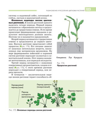 РАЗМНОЖЕНИЕ И РАССЕЛЕНИЕ ЦВЕТКОВЫХ РАСТЕНИЙ 123
систему и надземный побег, состоящий из
стебля, листьев и верхушечной почки.
Основные периоды жизни цветко
вых растений. В жизни растений принято
выделять четыре периода. Первый период
начинается с образования зиготы и продол
жается до прорастания семени. В это время
происходит формирование зародыша в ре
зультате многократного деления зиготы.
Поэтому он и называется зародышевый.
Второй период начинается с прорастания
семени и продолжается до первого цвете
ния. Вначале растение представляет собой
проросток (I рис. 174). Его питание зависит
от запасных питательных веществ, накоп
ленных еще материнским организмом. По
мере формирования побеговой и корневой
систем растение переходит полностью к са
мостоятельной жизни. Этот период называ
ют вегетативным, или периодом молодости.
Третий период начинается с появления
генеративных органов (цветков, плодов и се
мян) (I рис. 175). С этого времени растение
переходит в генеративный период, или пе
риод зрелости.
В четвертом — заключительном пери
оде жизни растение теряет способность об
Рис. 175. Основные периоды жизни растений
Рис. 174.
Проростки растений
Зародышевый
период (семя)
Период
молодости
(вегетативный)
Период зрелости
(генеративный)
Период старости
Клещевина Лук Кукуруза
 