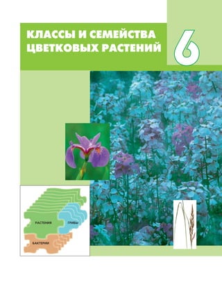 КЛАССЫ И СЕМЕЙСТВА ЦВЕТКОВЫХ РАСТЕНИЙ 129
КЛАССЫ И СЕМЕЙСТВА
ЦВЕТКОВЫХ РАСТЕНИЙ
6
ГРИБЫРАСТЕНИЯ
БАКТЕРИИ
 