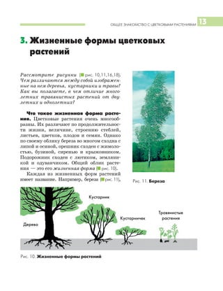 ОБЩЕЕ ЗНАКОМСТВО С ЦВЕТКОВЫМИ РАСТЕНИЯМИ 13
3. Жизненные формы цветковых
растений
Рассмотрите рисунки (I рис. 10,11,16,18).
Чем различаются между собой изображен
ные на нем деревья, кустарники и травы?
Как вы полагаете, в чем отличие много
летних травянистых растений от дву
летних и однолетних?
Что такое жизненная форма расте
ния. Цветковые растения очень многооб
разны. Их различают по продолжительнос
ти жизни, величине, строению стеблей,
листьев, цветков, плодов и семян. Однако
по своему облику береза во многом сходна с
липой и осиной, орешник сходен с жимоло
стью, бузиной, сиренью и крыжовником.
Подорожник сходен с лютиком, земляни
кой и одуванчиком. Общий облик расте
ния — это его жизненная форма (I рис. 10).
Каждая из жизненных форм растений
имеет название. Например, береза (Iрис. 11),
Рис. 10. Жизненные формы растений
Дерево
Кустарник
Кустарничек
Травянистые
растения
Рис. 11. Береза
 