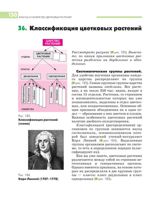 КЛАССЫ И СЕМЕЙСТВА ЦВЕТКОВЫХ РАСТЕНИЙ
130
Рассмотрите рисунок (I рис. 185). Выясни
те, по каким признакам цветковые рас
тения разделены на двудольные и одно
дольные.
Систематические группы растений.
Для удобства изучения организмы каждо
го царства распределяют на группы
(I рис. 183). Самые крупные группы царства
растений названы отделами. Все расте
ния, а их около 350 тыс. видов, входят в
состав 15 отделов. Растения, со строением
и жизнедеятельностью которых мы уже
познакомились, выделены в отдел цветко
вых, или покрытосеменных. Основные об
щие признаки объединения их в один от
дел — образование у них цветков и плодов.
Важная особенность цветковых растений
наличие двойного оплодотворения.
Классификацией (распределением) ор
ганизмов по группам занимается наука
систематика, основоположником кото
рой был шведский ученый натуралист
Карл Линней (I рис. 184). Выделенные
группы организмов располагают по систе
ме, то есть в определенном порядке (клас
сифицируют их).
Как вы уже знаете, цветковые растения
различаются между собой по строению ве
гетативных и генеративных органов.
Однако имеются признаки, на основе кото
рых их распределили в две крупные груп
пы — классы: класс двудольных и класс
однодольных (I рис. 185).
36. Классификация цветковых растений
ЦАРСТВО
РАСТЕНИЙ
ДВУДОЛЬНЫЕ
Крестоцветные
ОДНОДОЛЬНЫЕ
ЦВЕТКОВЫЕ
РАСТЕНИЯ
Розоцветные
Бобовые
Злаки
Лилейные
ОТДЕЛЫ
КЛАССЫ
СЕМЕЙСТВА
Рис. 183.
Классификация растений
(схема)
Рис. 184.
Карл Линней (1707–1778)
 