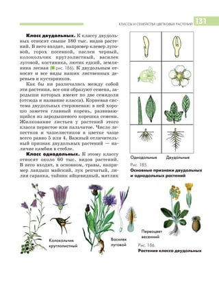 КЛАССЫ И СЕМЕЙСТВА ЦВЕТКОВЫХ РАСТЕНИЙ 131
Класс двудольных. К классу двудоль
ных относят свыше 180 тыс. видов расте
ний. В него входят, например клевер луго
вой, горох посевной, паслен черный,
колокольчик круглолистный, василек
луговой, костяника, лютик едкий, земля
ника лесная (I рис. 186). К двудольным от
носят и все виды наших лиственных де
ревьев и кустарников.
Как бы ни различались между собой
эти растения, все они образуют семена, за
родыши которых имеют по две семядоли
(отсюда и название класса). Корневая сис
тема двудольных стержневая: в ней хоро
шо заметен главный корень, развиваю
щийся из зародышевого корешка семени.
Жилкование листьев у растений этого
класса перистое или пальчатое. Число ле
пестков и чашелистиков в цветке чаще
всего равно 5 или 4. Важный отличитель
ный признак двудольных растений — на
личие камбия в стебле.
Класс однодольных. К этому классу
относят около 60 тыс. видов растений.
В него входят, в основном, травы, напри
мер ландыш майский, лук репчатый, ли
лия саранка, тайник яйцевидный, мятлик
Однодольные Двудольные
Рис. 186.
Растения класса двудольных
Рис. 185.
Основные признаки двудольных
и однодольных растений
Первоцвет
весенний
Василек
луговой
Колокольчик
круглолистный
 