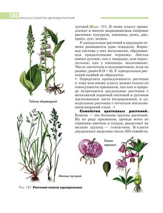 КЛАССЫ И СЕМЕЙСТВА ЦВЕТКОВЫХ РАСТЕНИЙ
132
луговой (I рис. 187). К этому классу прина
длежат и многие выращиваемые пищевые
растения: кукуруза, пшеница, рожь, рис,
просо, лук, чеснок.
У однодольных растений в зародыше се
мени развивается одна семядоля. Корне
вая система у них мочковатая, образован
ная придаточными корнями. Листья
имеют дуговое, как у ландыша, или парал
лельное, как у пшеницы, жилкование.
Число листочков в околоцветнике, если он
развит, равно 6 (3 + 3). У однодольных рас
тений камбий не образуется.
* Определить принадлежность растения
к тому или иному классу можно только по
совокупности признаков, так как в приро
де встречаются двудольные растения с
мочковатой корневой системой и дуговым
жилкованием листа (подорожник), и од
нодольные растения с сетчатым жилкова
нием (вороний глаз). )
Семейства цветковых растений.
Классы — это большие группы растений.
Их по ряду признаков, прежде всего по
строению цветков и плодов, разделяют на
мелкие группы — семейства. В классе
двудольных выделено около 325 семейств,
Тайник яйцевидный
Мятлик луговой
Рис. 187. Растения класса однодольные
Лилия
саранка
 
