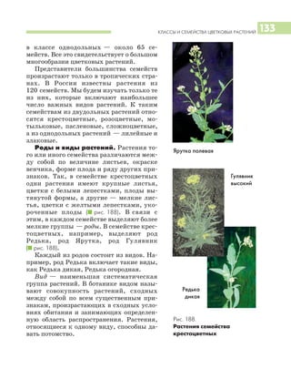 КЛАССЫ И СЕМЕЙСТВА ЦВЕТКОВЫХ РАСТЕНИЙ 133
в классе однодольных — около 65 се
мейств. Все это свидетельствует о большом
многообразии цветковых растений.
Представители большинства семейств
произрастают только в тропических стра
нах. В России известны растения из
120 семейств. Мы будем изучать только те
из них, которые включают наибольшее
число важных видов растений. К таким
семействам из двудольных растений отно
сятся крестоцветные, розоцветные, мо
тыльковые, пасленовые, сложноцветные,
а из однодольных растений — лилейные и
злаковые.
Роды и виды растений. Растения то
го или иного семейства различаются меж
ду собой по величине листьев, окраске
венчика, форме плода и ряду других при
знаков. Так, в семействе крестоцветных
одни растения имеют крупные листья,
цветки с белыми лепестками, плоды вы
тянутой формы, а другие — мелкие лис
тья, цветки с желтыми лепестками, уко
роченные плоды (I рис. 188). В связи с
этим, в каждом семействе выделяют более
мелкие группы — роды. В семействе крес
тоцветных, например, выделяют род
Редька, род Ярутка, род Гулявник
(I рис. 188).
Каждый из родов состоит из видов. На
пример, род Редька включает такие виды,
как Редька дикая, Редька огородная.
Вид — наименьшая систематическая
группа растений. В ботанике видом назы
вают совокупность растений, сходных
между собой по всем существенным при
знакам, произрастающих в сходных усло
виях обитания и занимающих определен
ную область распространения. Растения,
относящиеся к одному виду, способны да
вать потомство.
Рис. 188.
Растения семейства
крестоцветных
Ярутка полевая
Редька
дикая
Гулявник
высокий
 