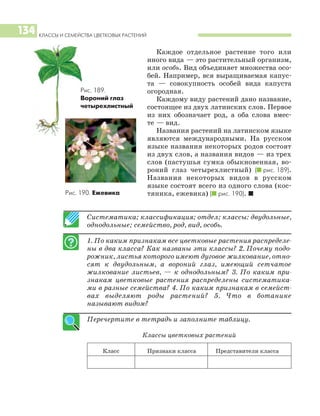 КЛАССЫ И СЕМЕЙСТВА ЦВЕТКОВЫХ РАСТЕНИЙ
134
Каждое отдельное растение того или
иного вида — это растительный организм,
или особь. Вид объединяет множества осо
бей. Например, вся выращиваемая капус
та — совокупность особей вида капуста
огородная.
Каждому виду растений дано название,
состоящее из двух латинских слов. Первое
из них обозначает род, а оба слова вмес
те — вид.
Названия растений на латинском языке
являются международными. На русском
языке названия некоторых родов состоят
из двух слов, а названия видов — из трех
слов (пастушья сумка обыкновенная, во
роний глаз четырехлистный) (I рис. 189).
Названия некоторых видов в русском
языке состоят всего из одного слова (кос
тяника, ежевика) (I рис. 190). I
Систематика; классификация; отдел; классы: двудольные,
однодольные; семейство, род, вид, особь.
1. По каким признакам все цветковые растения распределе
ны в два класса? Как названы эти классы? 2. Почему подо
рожник, листья которого имеют дуговое жилкование, отно
сят к двудольным, а вороний глаз, имеющий сетчатое
жилкование листьев, — к однодольным? 3. По каким при
знакам цветковые растения распределены систематика
ми в разные семейства? 4. По каким признакам в семейст
вах выделяют роды растений? 5. Что в ботанике
называют видом?
Перечертите в тетрадь и заполните таблицу.
Классы цветковых растений
Класс Признаки класса Представители класса
Рис. 190. Ежевика
Рис. 189.
Вороний глаз
четырехлистный
 