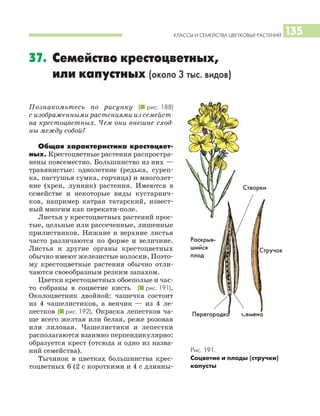 КЛАССЫ И СЕМЕЙСТВА ЦВЕТКОВЫХ РАСТЕНИЙ 135
Познакомьтесь по рисунку (I рис. 188)
с изображенными растениями из семейст
ва крестоцветных. Чем они внешне сход
ны между собой?
Общая характеристика крестоцвет
ных. Крестоцветные растения распростра
нены повсеместно. Большинство из них —
травянистые: однолетние (редька, суреп
ка, пастушья сумка, горчица) и многолет
ние (хрен, лунник) растения. Имеются в
семействе и некоторые виды кустарнич
ков, например катран татарский, извест
ный многим как перекати поле.
Листья у крестоцветных растений прос
тые, цельные или рассеченные, лишенные
прилистников. Нижние и верхние листья
часто различаются по форме и величине.
Листья и другие органы крестоцветных
обычно имеют железистые волоски. Поэто
му крестоцветные растения обычно отли
чаются своеобразным резким запахом.
Цветки крестоцветных обоеполые и час
то собраны в соцветие кисть (I рис. 191).
Околоцветник двойной: чашечка состоит
из 4 чашелистиков, а венчик — из 4 ле
пестков (I рис. 192). Окраска лепестков ча
ще всего желтая или белая, реже розовая
или лиловая. Чашелистики и лепестки
располагаются взаимно перпендикулярно:
образуется крест (отсюда и одно из назва
ний семейства).
Тычинок в цветках большинства крес
тоцветных 6 (2 с короткими и 4 с длинны
37. Семейство крестоцветных,
или капустных (около 3 тыс. видов)
Рис. 191.
Соцветие и плоды (стручки)
капусты
Раскрыв
шийся
плод
Перегородка
Створки
Семена
Стручок
 