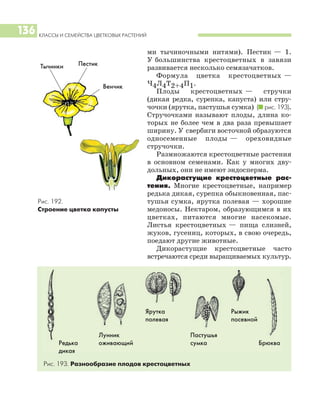 КЛАССЫ И СЕМЕЙСТВА ЦВЕТКОВЫХ РАСТЕНИЙ
136
ми тычиночными нитями). Пестик — 1.
У большинства крестоцветных в завязи
развивается несколько семязачатков.
Формула цветка крестоцветных —
Ч4Л4Т2+4П1.
Плоды крестоцветных — стручки
(дикая редка, сурепка, капуста) или стру
чочки (ярутка, пастушья сумка) (I рис. 193).
Стручочками называют плоды, длина ко
торых не более чем в два раза превышает
ширину. У свербиги восточной образуются
односеменные плоды — ореховидные
стручочки.
Размножаются крестоцветные растения
в основном семенами. Как у многих дву
дольных, они не имеют эндосперма.
Дикорастущие крестоцветные рас
тения. Многие крестоцветные, например
редька дикая, сурепка обыкновенная, пас
тушья сумка, ярутка полевая — хорошие
медоносы. Нектаром, образующимся в их
цветках, питаются многие насекомые.
Листья крестоцветных — пища слизней,
жуков, гусениц, которых, в свою очередь,
поедают другие животные.
Дикорастущие крестоцветные часто
встречаются среди выращиваемых культур.
Рис. 193. Разнообразие плодов крестоцветных
Ярутка
полевая
Рыжик
посевной
Редька
дикая
Лунник
оживающий
Пастушья
сумка Брюква
Рис. 192.
Строение цветка капусты
Венчик
Тычинки Пестик
 