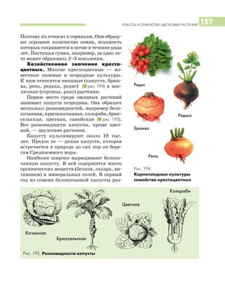 КЛАССЫ И СЕМЕЙСТВА ЦВЕТКОВЫХ РАСТЕНИЙ 137
Поэтому их относят к сорнякам. Они образу
ют огромное количество семян, всхожесть
которых сохраняется в почве в течение ряда
лет. Пастушья сумка, например, за одно ле
то может образовать 2–3 поколения.
Хозяйственное значение кресто
цветных. Многие крестоцветные — из
вестные полевые и огородные культуры.
К ним относятся овощные (капуста, брюк
ва, репа, редька, редис) (I рис. 194) и мас
личные (горчица, рапс) растения.
Первое место среди овощных растений
занимает капуста огородная. Она образует
несколько разновидностей, например бело
кочанная, краснокочанная, кольраби, брюс
сельская, цветная, савойская (I рис. 195).
Все разновидности капусты, кроме цвет
ной, — двулетние растения.
Капусту культивируют около 10 тыс.
лет. Предок ее — дикая капуста, которая
встречается в природе до сих пор по бере
гам Средиземного моря.
Наиболее широко выращивают белоко
чанную капусту. В ней содержится много
органических веществ (белков, сахара, ви
таминов) и минеральных солей. В первый
год из семени белокочанной капусты раз
Рис. 194.
Корнеплодные культуры
семейства крестоцветных
Редис
Кочанная
Цветная
Брюква
Репа
Редька
Брюссельская
Кольраби
Рис. 195. Разновидности капусты
 