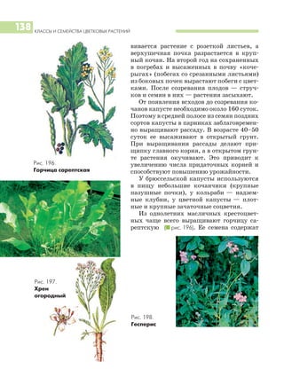 КЛАССЫ И СЕМЕЙСТВА ЦВЕТКОВЫХ РАСТЕНИЙ
138
вивается растение с розеткой листьев, а
верхушечная почка разрастается в круп
ный кочан. На второй год на сохраненных
в погребах и высаженных в почву «коче
рыгах» (побегах со срезанными листьями)
из боковых почек вырастают побеги с цвет
ками. После созревания плодов — струч
ков и семян в них — растения засыхают.
От появления всходов до созревания ко
чанов капусте необходимо около 160 суток.
Поэтому в средней полосе из семян поздних
сортов капусты в парниках заблаговремен
но выращивают рассаду. В возрасте 40–50
суток ее высаживают в открытый грунт.
При выращивании рассады делают при
щипку главного корня, а в открытом грун
те растения окучивают. Это приводит к
увеличению числа придаточных корней и
способствуют повышению урожайности.
У брюссельской капусты используются
в пищу небольшие кочанчики (крупные
пазушные почки), у кольраби — надзем
ные клубни, у цветной капусты — плот
ные и крупные зачаточные соцветия.
Из однолетних масличных крестоцвет
ных чаще всего выращивают горчицу са
рептскую (I рис. 196). Ее семена содержат
Рис. 196.
Горчица сарептская
Рис. 197.
Хрен
огородный
Рис. 198.
Гесперис
 
