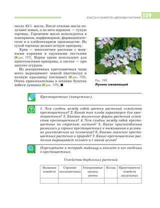 КЛАССЫ И СЕМЕЙСТВА ЦВЕТКОВЫХ РАСТЕНИЙ 139
Крестоцветные (капустные).
1. Чем сходны между собой цветки растений семейства
крестоцветных? 2. Какой тип плода характерен для крес
тоцветных? 3. Каковы жизненные формы растений семей
ства крестоцветных? 4. Чем сходны между собой кресто
цветные по строению листьев? 5. Какие приспособления
развились у сорных крестоцветных к выживанию в услови
ях уничтожения их человеком? 6. Каково значение кресто
цветных растений в природе? 7. Какие крестоцветные рас
тения выращивает человек и с какой целью?
Перечертите в тетрадь таблицу и внесите в нее сведения
о крестоцветных.
Семейства двудольных растений
Названия Строение Генеративные Плоды Представители
семейств околоцветника органы семейств
цветка двудольных
около 45% масла. После отжима масла по
лучают жмых, а из него порошок — сухую
горчицу. Горчичное масло используется в
консервном, парфюмерном, фармацевтиче
ском и в хлебопекарном производстве. Из
сухой горчицы делают острую приправу.
Хрен — многолетнее растение с мощ
ными корнями и крупными листьями
(I рис. 197). Корни хрена используют для
приготовления приправы, а листья — при
засолке огурцов.
Из декоративных крестоцветных чаще
всего выращивают левкой (маттиолу) и
ночную красавицу (гесперис) (I рис. 198).
Очень привлекательны в осенних букетах
побеги лунника (I рис. 199). I
Рис. 199.
Лунник оживающий
 