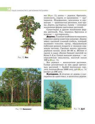 ОБЩЕЕ ЗНАКОМСТВО С ЦВЕТКОВЫМИ РАСТЕНИЯМИ14
вяз (I рис. 12), осина — деревья. Орешник,
жимолость, сирень и крыжовник — кус
тарники. Подорожник, земляника и оду
ванчик — травянистые растения, или тра
вы. Дерево, кустарник, трава — основные
жизненные формы цветковых растений.
Существуют и другие жизненные фор
мы растений. Так, черника, брусника и
клюква — кустарнички.
Дерево. Главные особенности внешнего
строения дерева известны каждому. Дерево
имеет прочный главный стебель, который
называют стволом; крону, образованную
побегами разного возраста и мощную кор
невую систему. Средняя высота крупных
деревьев наших лесов 20–30 м. Яблони и
груши в садах обычно бывают высотой не
более 5–6 м. Самые высокие деревья — ав
стралийские эвкалипты, высотой около
100 м (I рис. 13).
Все деревья — многолетние растения.
Самые долговечные из них среди цветко
вых растений — баобаб (несколько тыс.
лет), каштан (более 1000 лет), дуб (I рис. 14)
(живет до 500 лет).
Кустарник. В отличие от дерева у кус
тарника не один ствол, а несколько деревя
Рис. 12. Вяз
Рис. 14. ДубРис. 13. Эвкалипт
 