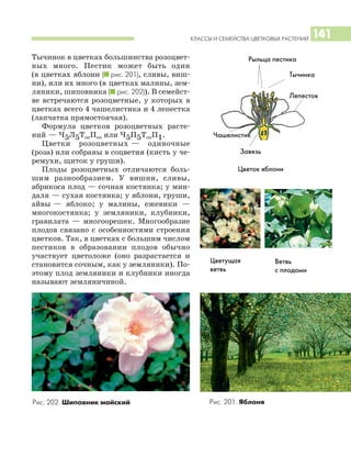 КЛАССЫ И СЕМЕЙСТВА ЦВЕТКОВЫХ РАСТЕНИЙ 141
Тычинок в цветках большинства розоцвет
ных много. Пестик может быть один
(в цветках яблони (I рис. 201), сливы, виш
ни), или их много (в цветках малины, зем
ляники, шиповника (I рис. 202)). В семейст
ве встречаются розоцветные, у которых в
цветках всего 4 чашелистика и 4 лепестка
(лапчатка прямостоячая).
Формула цветков розоцветных расте
ний — Ч5Л5Т∞П∞ или Ч5П5Т∞П1.
Цветки розоцветных — одиночные
(роза) или собраны в соцветия (кисть у че
ремухи, щиток у груши).
Плоды розоцветных отличаются боль
шим разнообразием. У вишни, сливы,
абрикоса плод — сочная костянка; у мин
даля — сухая костянка; у яблони, груши,
айвы — яблоко; у малины, ежевики —
многокостянка; у земляники, клубники,
гравилата — многоорешек. Многообразие
плодов связано с особенностями строения
цветков. Так, в цветках с большим числом
пестиков в образовании плодов обычно
участвует цветоложе (оно разрастается и
становится сочным, как у земляники). По
этому плод земляники и клубники иногда
называют земляничиной.
Рис. 202. Шиповник майский Рис. 201. Яблоня
Рыльца пестика
Тычинка
Лепесток
Чашелистик
Завязь
Цветок яблони
Цветущая
ветвь
Ветвь
с плодами
 