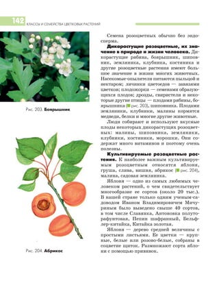 КЛАССЫ И СЕМЕЙСТВА ЦВЕТКОВЫХ РАСТЕНИЙ
142
Семена розоцветных обычно без эндо
сперма.
Дикорастущие розоцветные, их зна
чение в природе и жизни человека. Ди
корастущие рябина, боярышник, шипов
ник, земляника, клубника, костяника и
другие розоцветные растения имеют боль
шое значение в жизни многих животных.
Насекомые опылители питаются пыльцой и
нектаром; личинки цветоедов — завязями
цветков; плодожорки — семенами образую
щихся плодов; дрозды, свиристели и неко
торые другие птицы — плодами рябины, бо
ярышника (I рис. 203), шиповника. Плодами
земляники, клубники, малины кормятся
медведи, белки и многие другие животные.
Люди собирают и используют вкусные
плоды некоторых дикорастущих розоцвет
ных: малины, шиповника, земляники,
клубники, костяники, морошки. Они со
держат много витаминов и поэтому очень
полезны.
Культивируемые розоцветные рас
тения. К наиболее важным культивируе
мым розоцветным относятся яблоня,
груша, слива, вишня, абрикос (I рис. 204),
малина, садовая земляника.
Яблоня — одно из самых любимых че
ловеком растений, о чем свидетельствует
многообразие ее сортов (около 20 тыс.).
В нашей стране только одним ученым са
доводом Иваном Владимировичем Мичу
риным было выведено свыше 40 сортов,
в том числе Славянка, Антоновка полуто
рафунтовая, Пепин шафранный, Бельф
лер китайка, Китайка золотая.
Яблоня — дерево средней величины с
простыми листьями. Ее цветки — круп
ные, белые или розово белые, собраны в
соцветие щиток. Размножают сорта ябло
ни с помощью прививок.
Рис. 203. Боярышник
Рис. 204. Абрикос
 