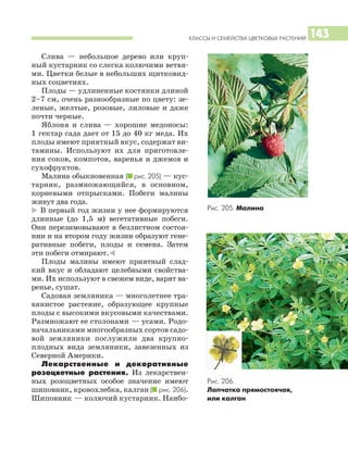 КЛАССЫ И СЕМЕЙСТВА ЦВЕТКОВЫХ РАСТЕНИЙ 143
Слива — небольшое дерево или круп
ный кустарник со слегка колючими ветвя
ми. Цветки белые в небольших щитковид
ных соцветиях.
Плоды — удлиненные костянки длиной
2–7 см, очень разнообразные по цвету: зе
леные, желтые, розовые, лиловые и даже
почти черные.
Яблоня и слива — хорошие медоносы:
1 гектар сада дает от 15 до 40 кг меда. Их
плоды имеют приятный вкус, содержат ви
тамины. Используют их для приготовле
ния соков, компотов, варенья и джемов и
сухофруктов.
Малина обыкновенная (I рис. 205) — кус
тарник, размножающийся, в основном,
корневыми отпрысками. Побеги малины
живут два года.
* В первый год жизни у нее формируются
длинные (до 1,5 м) вегетативные побеги.
Они перезимовывают в безлистном состоя
нии и на втором году жизни образуют гене
ративные побеги, плоды и семена. Затем
эти побеги отмирают.)
Плоды малины имеют приятный слад
кий вкус и обладают целебными свойства
ми. Их используют в свежем виде, варят ва
ренье, сушат.
Садовая земляника — многолетнее тра
вянистое растение, образующее крупные
плоды с высокими вкусовыми качествами.
Размножают ее столонами — усами. Родо
начальниками многообразных сортов садо
вой земляники послужили два крупно
плодных вида земляники, завезенных из
Северной Америки.
Лекарственные и декоративные
розоцветные растения. Из лекарствен
ных розоцветных особое значение имеют
шиповник, кровохлебка, калган (I рис. 206).
Шиповник — колючий кустарник. Наибо
Рис. 205. Малина
Рис. 206.
Лапчатка прямостоячая,
или калган
 