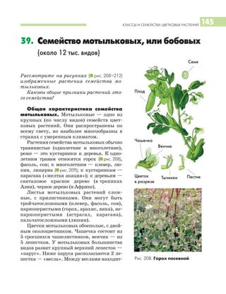 КЛАССЫ И СЕМЕЙСТВА ЦВЕТКОВЫХ РАСТЕНИЙ 145
Рассмотрите на рисунках (I рис. 208–212)
изображенные растения семейства мо
тыльковых.
Каковы общие признаки растений это
го семейства?
Общая характеристика семейства
мотыльковых. Мотыльковые — одно из
крупных (по числу видов) семейств цвет
ковых растений. Они распространены по
всему свету, но наиболее многообразны в
странах с умеренным климатом.
Растения семейства мотыльковых обычно
травянистые (однолетние и многолетние),
реже — это кустарники и деревья. К одно
летним травам относятся горох (I рис. 208),
фасоль, соя; к многолетним — клевер, лю
пин, люцерна (I рис. 209); к кустарникам —
карагана («желтая акация»); к деревьям —
санталовое красное дерево (в тропиках
Азии), черное дерево (в Африке).
Листья мотыльковых растений слож
ные, с прилистниками. Они могут быть
тройчатосложными (клевер, фасоль, соя),
парноперистыми (горох, арахис, вика), не
парноперистыми (астрагал, карагана),
пальчатосложными (люпин).
Цветки мотыльковых обоеполые, с двой
ным околоцветником. Чашечка состоит из
5 сросшихся чашелистников, венчик — из
5 лепестков. У мотыльковых большинства
видов развит крупный верхний лепесток —
«парус». Ниже паруса располагаются 2 ле
пестка — «весла». Между веслами находит
39. Семейство мотыльковых, или бобовых
(около 12 тыс. видов)
Рис. 208. Горох посевной
Семя
Пестик
Венчик
Чашечка
Цветок
в разрезе
Плод
Тычинки
 