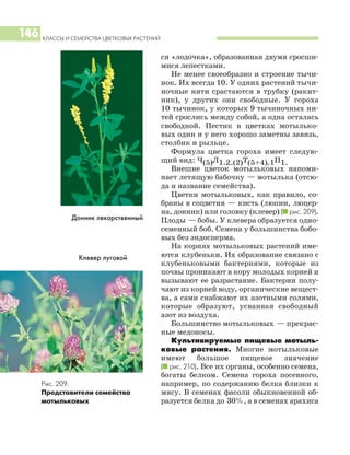 КЛАССЫ И СЕМЕЙСТВА ЦВЕТКОВЫХ РАСТЕНИЙ
146
ся «лодочка», образованная двумя сросши
мися лепестками.
Не менее своеобразно и строение тычи
нок. Их всегда 10. У одних растений тычи
ночные нити срастаются в трубку (ракит
ник), у других они свободные. У гороха
10 тычинок, у которых 9 тычиночных ни
тей срослись между собой, а одна осталась
свободной. Пестик в цветках мотылько
вых один и у него хорошо заметны завязь,
столбик и рыльце.
Формула цветка гороха имеет следую
щий вид: Ч(5)Л1.2.(2)Т(5+4).1П1.
Внешне цветок мотыльковых напоми
нает летящую бабочку — мотылька (отсю
да и название семейства).
Цветки мотыльковых, как правило, со
браны в соцветия — кисть (люпин, люцер
на, донник) или головку (клевер) (I рис. 209).
Плоды — бобы. У клевера образуется одно
семенный боб. Семена у большинства бобо
вых без эндосперма.
На корнях мотыльковых растений име
ются клубеньки. Их образование связано с
клубеньковыми бактериями, которые из
почвы проникают в кору молодых корней и
вызывают ее разрастание. Бактерии полу
чают из корней воду, органические вещест
ва, а сами снабжают их азотными солями,
которые образуют, усваивая свободный
азот из воздуха.
Большинство мотыльковых — прекрас
ные медоносы.
Культивируемые пищевые мотыль
ковые растения. Многие мотыльковые
имеют большое пищевое значение
(I рис. 210). Все их органы, особенно семена,
богаты белком. Семена гороха посевного,
например, по содержанию белка близки к
мясу. В семенах фасоли обыкновенной об
разуется белка до 30%, а в семенах арахиса
Донник лекарственный
Рис. 209.
Представители семейства
мотыльковых
Клевер луговой
 