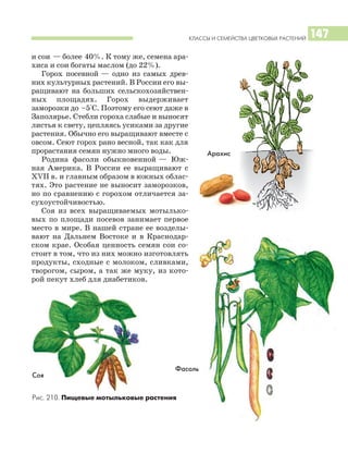 КЛАССЫ И СЕМЕЙСТВА ЦВЕТКОВЫХ РАСТЕНИЙ 147
и сои — более 40%. К тому же, семена ара
хиса и сои богаты маслом (до 22%).
Горох посевной — одно из самых древ
них культурных растений. В России его вы
ращивают на больших сельскохозяйствен
ных площадях. Горох выдерживает
заморозки до –5°С. Поэтому его сеют даже в
Заполярье. Стебли гороха слабые и выносят
листья к свету, цепляясь усиками за другие
растения. Обычно его выращивают вместе с
овсом. Сеют горох рано весной, так как для
прорастания семян нужно много воды.
Родина фасоли обыкновенной — Юж
ная Америка. В России ее выращивают с
XVII в. и главным образом в южных облас
тях. Это растение не выносит заморозков,
но по сравнению с горохом отличается за
сухоустойчивостью.
Соя из всех выращиваемых мотылько
вых по площади посевов занимает первое
место в мире. В нашей стране ее возделы
вают на Дальнем Востоке и в Краснодар
ском крае. Особая ценность семян сои со
стоит в том, что из них можно изготовлять
продукты, сходные с молоком, сливками,
творогом, сыром, а так же муку, из кото
рой пекут хлеб для диабетиков.
Рис. 210. Пищевые мотыльковые растения
Фасоль
Соя
Арахис
 