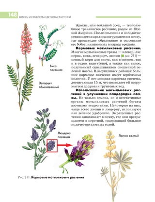 КЛАССЫ И СЕМЕЙСТВА ЦВЕТКОВЫХ РАСТЕНИЙ
148
Арахис, или земляной орех, — теплолю
бивое травянистое растение, родом из Юж
ной Америки. После опыления и оплодотво
рения цветки арахиса погружаются в почву,
где происходит образование и созревание
его бобов, называемых в народе орехами.
Кормовые мотыльковые растения.
Многие мотыльковые травы — клевер, лю
церна, вика, эспарцет, люпин (I рис. 211) —
ценный корм для скота, как в свежем, так
и в сухом виде (сено), а также как силос,
получаемый сквашиванием скошенной зе
леной массы. В засушливых районах боль
шое кормовое значение имеет верблюжья
колючка. У нее мощная корневая система,
достигающая 15 м, что позволяет ей погру
жаться до уровня грунтовых вод.
Использование мотыльковых рас
тений в улучшении плодородия поч
вы. Не только семена, но и вегетативные
органы мотыльковых растений богаты
азотными веществами. Некоторые из них,
чаще всего люпин и люцерну, используют
как зеленое удобрение. Выращенные рас
тения запахивают в почву, где они превра
щаются в перегной, содержащий большое
количество азотных солей.
Эспарцет
обыкновенный
Люцерна
посевная
Вика
посевная
Люпин желтый
Рис. 211. Кормовые мотыльковые растения
 