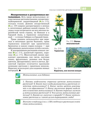 КЛАССЫ И СЕМЕЙСТВА ЦВЕТКОВЫХ РАСТЕНИЙ 149
Лекарственные и декоративные мо
тыльковые. Есть среди мотыльковых ле
карственные растения (донник лекарствен
ныйтермопсис ланцетовидный (I рис. 212),
солодка голая). Донник лекарственный
(I рис. 209) широко распространен в лесных
и лесостепных районах нашей страны. Со
лодка голая встречается на юго востоке ев
ропейской части страны, на Кавказе и в
Средней Азии, а термопсис ланцетовид
ный — в степях Сибири и в Средней Азии.
Трава донника используется при нерв
ных и некоторых других болезнях, трава
термопсиса помогает при хронических
бронхитах и кашле; корни солодки — при
заболеваниях дыхательных путей и легких.
К декоративным растениям относят лю
пин (I рис. 213), душистый горошек, кара
гану (I рис. 214). Многолетний люпин при
влекает красивыми, как свечи, кистями
синих, фиолетовых, розовых или белых
цветков. Декоративны у него и листья. Ду
шистый горошек отличается крупными
нежными цветками с приятным запахом.
Карагану используют для создания живых
изгородей. I
Мотыльковые, или бобовые.
1. Каковы особенности строения цветков мотыльковых
растений? 2. Какой тип плода развивается у растений се
мейства мотыльковых? 3. Какие части цветка участву
ют в его образовании? 3. Какие жизненные формы выделя
ют в семействе мотыльковых? 4. Каково строение листьев
у мотыльковых растений? 5. Чем ценны мотыльковые рас
тения? 5. Каково их значение в природе? 7. Какие мотыль
ковые растения и с какой целью выращивают люди?
Внесите в таблицу (см. с. 139) сведения о растениях семей
ства мотыльковых.
Рис. 212.
Термопсис
Рис. 214.
Карагана, или желтая акация
Рис. 213. Люпин
многолистный
 