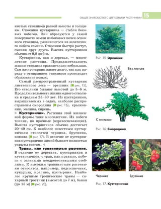 ОБЩЕЕ ЗНАКОМСТВО С ЦВЕТКОВЫМИ РАСТЕНИЯМИ 15
нистых стволиков разной высоты и толщи
ны. Стволики кустарника — стебли боко
вых побегов. Они образуются у самой
поверхности земли из боковых почек основ
ного стволика, развившегося из зачаточно
го побега семени. Стволики быстро растут,
сменяя друг друга. Высота кустарников
обычно от 0,8 до 6 м.
Кустарники, как и деревья, — много
летние растения. Продолжительность
жизни стволика сравнительно небольшая.
Сам же кустарник живет долго, так как на
ряду с отмиранием стволиков происходит
образование новых.
Самый распространенный кустарник
лиственного леса — орешник (I рис. 15).
Его стволики бывают высотой до 5–6 м.
Продолжительность жизни одного стволи
ка в среднем 25–30 лет. Из кустарников,
выращиваемых в садах, наиболее распро
странены смородина (I рис. 16), крыжов
ник, малина, сирень.
* Кустарнички. Растения этой жизнен
ной формы тоже многолетние. Их побеги
тонкие, но прочные (одревесневающие).
Высота кустарничков обычно достигает
20–40 см. К наиболее известным кустар
ничкам относятся черника, брусника,
клюква (I рис. 17). В отличие от кустарни
ков кустарнички зимой бывают полностью
укрыты снегом. )
Травы, или травянистые растения.
В отличие от деревьев, кустарников и
кустарничков, у трав, как правило, побе
ги с зелеными неодревесневшими стеб
лями. К высоким травянистым растени
ям относятся, например, подсолнечник,
кукуруза, крапива, пустырник. Наибо
лее крупные тропические травы — са
харный тростник (высотой до 7 м), банан
(до 15 м) (I рис. 20).
Рис. 15. Орешник
Рис. 17. Кустарнички
Рис. 16. Смородина
Черника Брусника
С листьями
Без листьев
 