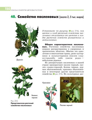 КЛАССЫ И СЕМЕЙСТВА ЦВЕТКОВЫХ РАСТЕНИЙ
150
Установите по рисунку (I рис. 216), чем
цветок и плод растений семейства пас
леновых отличаются от цветков и пло
дов растений семейств розоцветных и
мотыльковых.
Общая характеристика паслено
вых. Растения семейства пасленовых
широко распространены в умеренных и
тропических областях. Обычно это одно
летние и многолетние травы, реже кустар
ники и полукустарники (паслен слад
ко горький), либо совсем редко —
небольшие деревья.
Из дикорастущих пасленовых в нашей
стране произрастают паслен черный, пас
лен сладко горький, белена черная, дур
ман обыкновенный, красавка обыкновен
ная и некоторые другие представители
семейства (I рис. 215). Из культурных рас
40. Семейство пасленовых (около 2, 5 тыс. видов)
Паслен черный
Дурман
Рис. 215.
Представители растений
семейства пасленовых
Белена
черная
Красавка
 