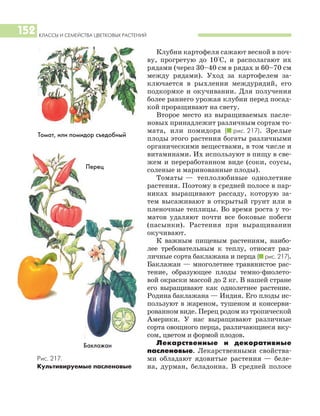КЛАССЫ И СЕМЕЙСТВА ЦВЕТКОВЫХ РАСТЕНИЙ
152
Клубни картофеля сажают весной в поч
ву, прогретую до 10°С, и располагают их
рядами (через 30–40 см в рядах и 60–70 см
между рядами). Уход за картофелем за
ключается в рыхлении междурядий, его
подкормке и окучивании. Для получения
более раннего урожая клубни перед посад
кой проращивают на свету.
Второе место из выращиваемых пасле
новых принадлежит различным сортам то
мата, или помидора (I рис. 217). Зрелые
плоды этого растения богаты различными
органическими веществами, в том числе и
витаминами. Их используют в пищу в све
жем и переработанном виде (соки, соусы,
соленые и маринованные плоды).
Томаты — теплолюбивые однолетние
растения. Поэтому в средней полосе в пар
никах выращивают рассаду, которую за
тем высаживают в открытый грунт или в
пленочные теплицы. Во время роста у то
матов удаляют почти все боковые побеги
(пасынки). Растения при выращивании
окучивают.
К важным пищевым растениям, наибо
лее требовательным к теплу, относят раз
личные сорта баклажана и перца (I рис. 217).
Баклажан — многолетнее травянистое рас
тение, образующее плоды темно фиолето
вой окраски массой до 2 кг. В нашей стране
его выращивают как однолетнее растение.
Родина баклажана — Индия. Его плоды ис
пользуют в жареном, тушеном и консерви
рованном виде. Перец родом из тропической
Америки. У нас выращивают различные
сорта овощного перца, различающиеся вку
сом, цветом и формой плодов.
Лекарственные и декоративные
пасленовые. Лекарственными свойства
ми обладают ядовитые растения — беле
на, дурман, беладонна. В средней полосе
Перец
Баклажан
Томат, или помидор съедобный
Рис. 217.
Культивируемые пасленовые
 